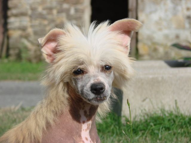 Portrait d'un chien chinois
