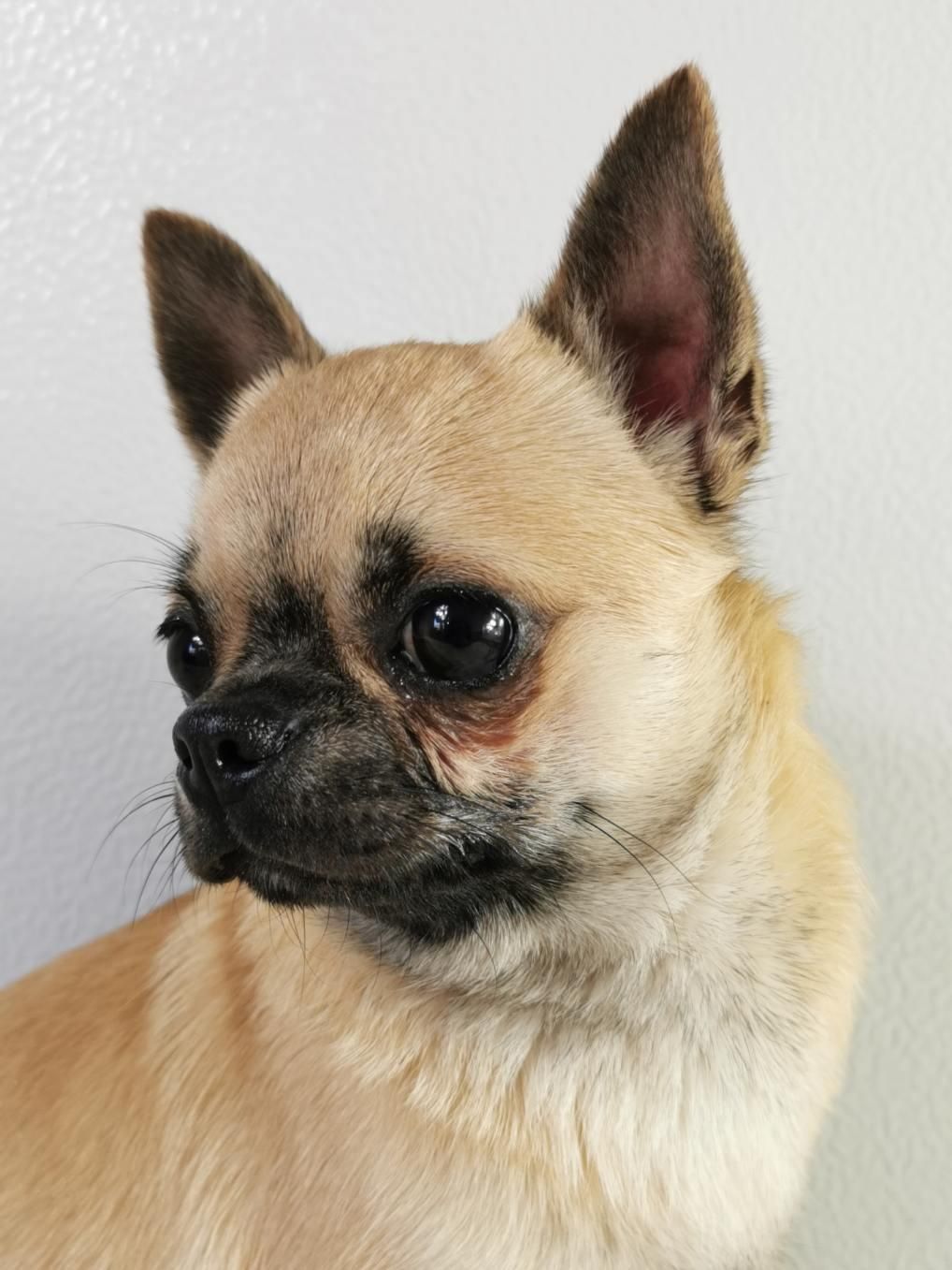 Chihuaha