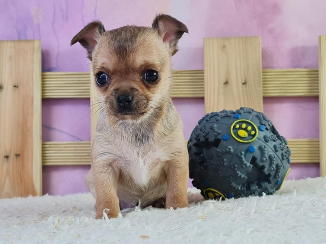 Chihuahua à côté d'un jouet