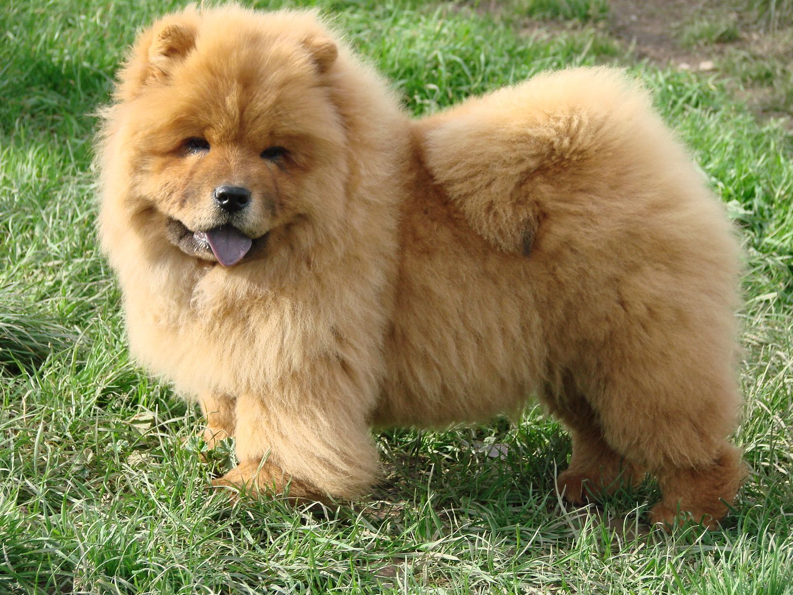 Chow-chow tirant la langue tout en étant dans l'herbe