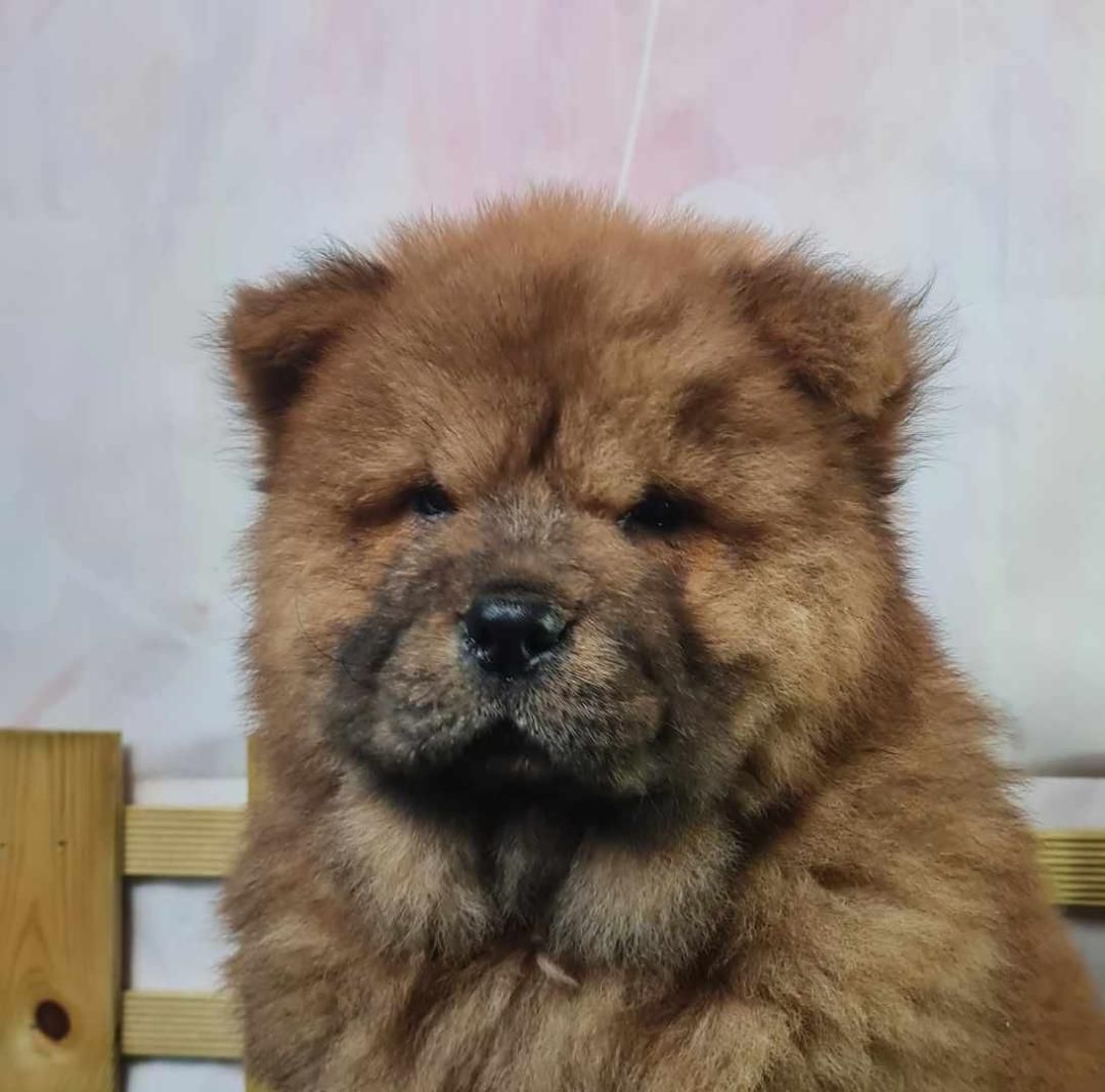 Chow-chow