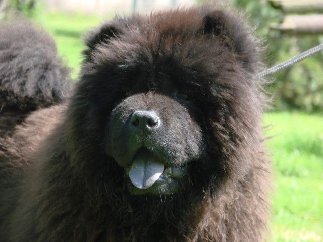 Portrait d'un chow-chow noir tirant la langue