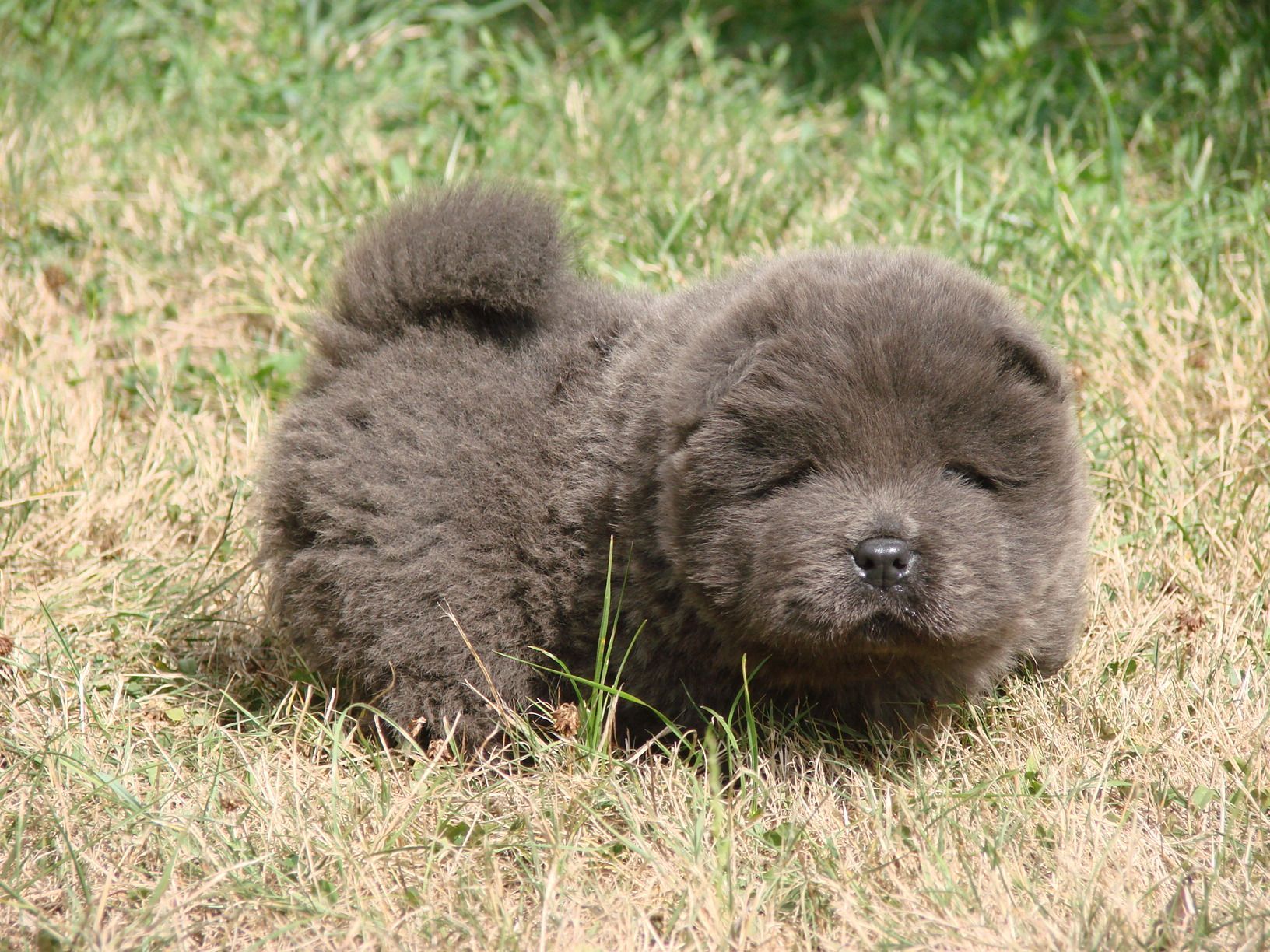 Portrait d'un jack russell