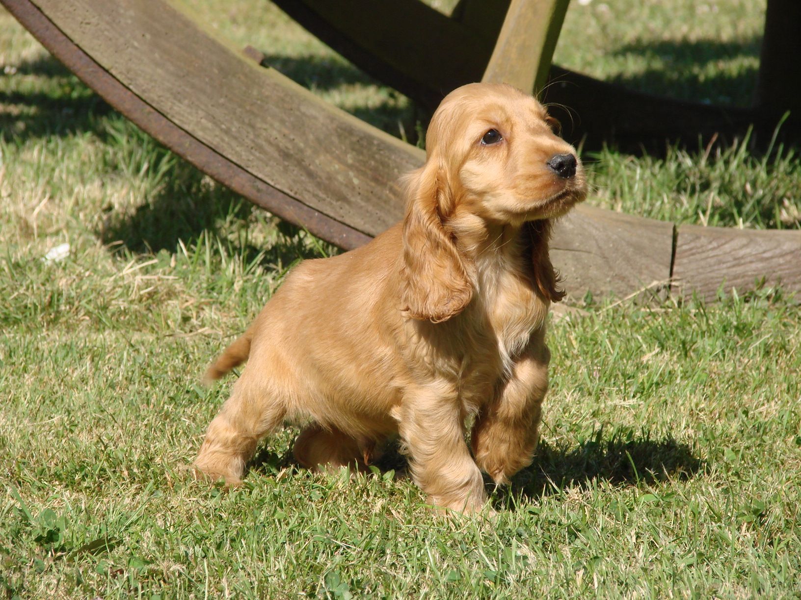 Portrait d'un jack russell