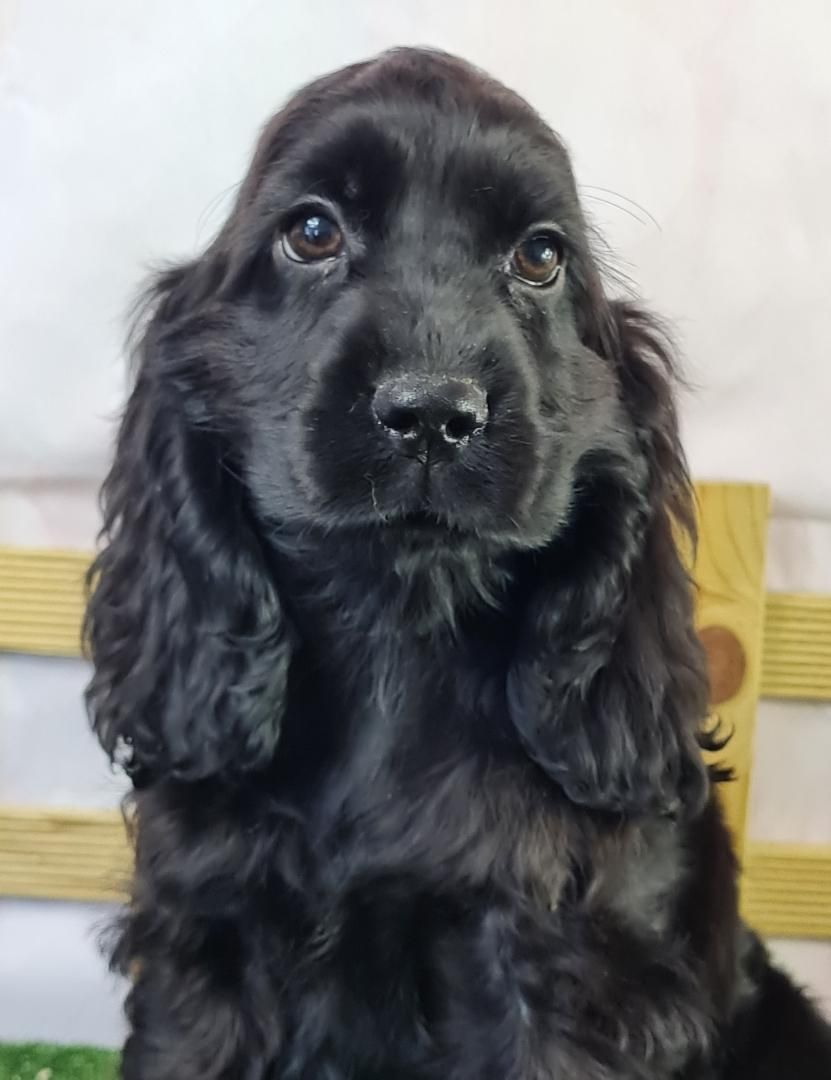 Portrait d'un cocker