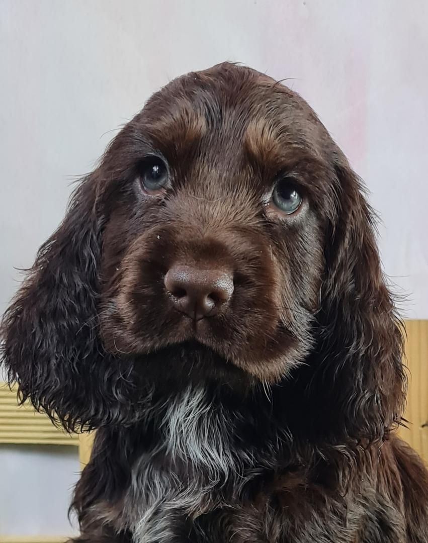 Cocker anglais