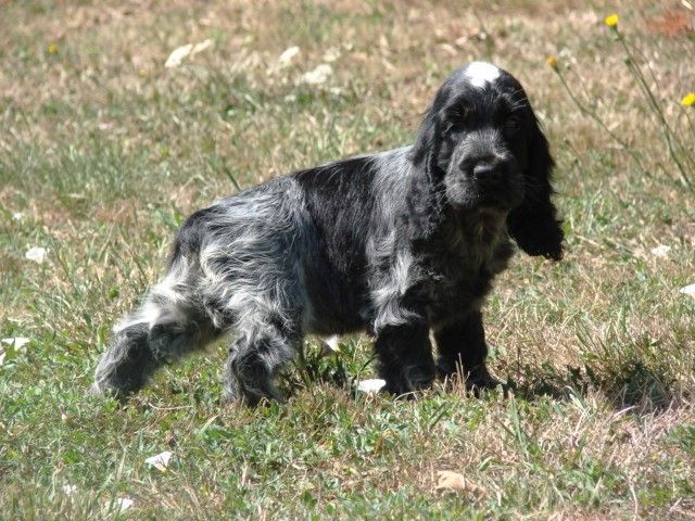 Cocker debout dans l'herbe