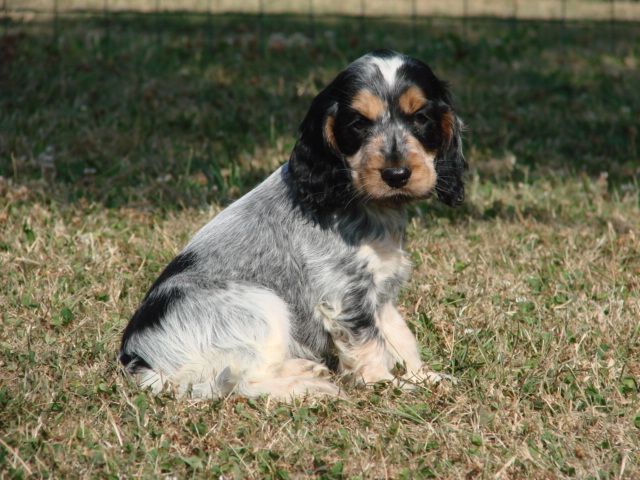Cocker assis dans l'herbe