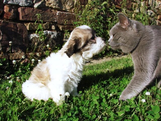 Coton faisant un bisou à un chat gris