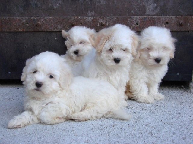 Jeunes chiots cotons