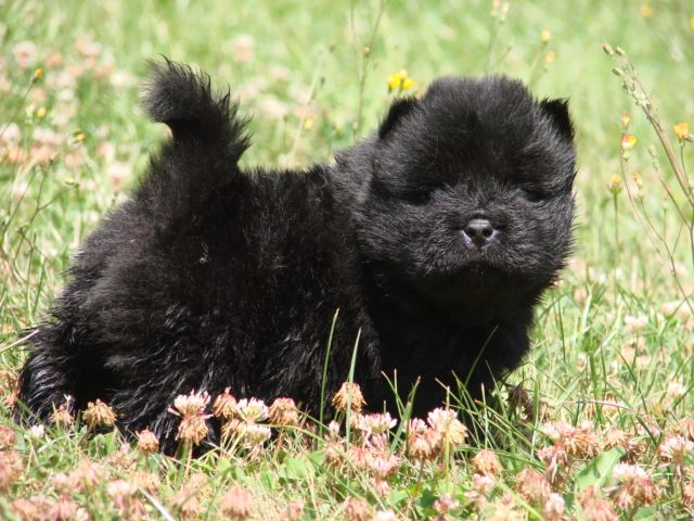 Petit chien noir debout dans l'herbe
