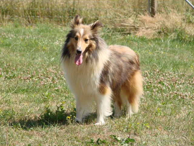 Chien tricolore aux poils longs debout dans l'herbe