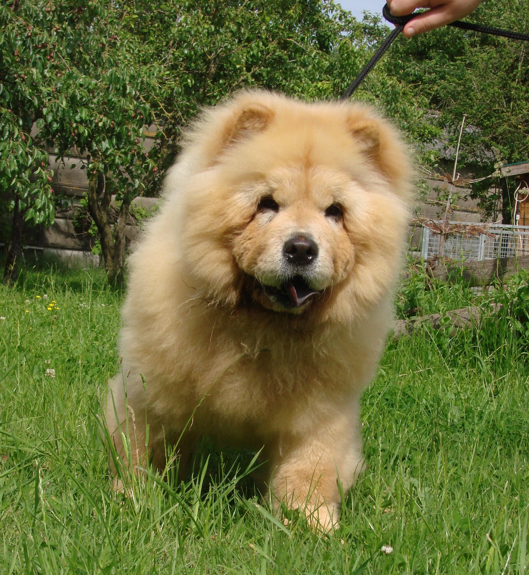 Chow-chow couleur feu courant dans l'herbe