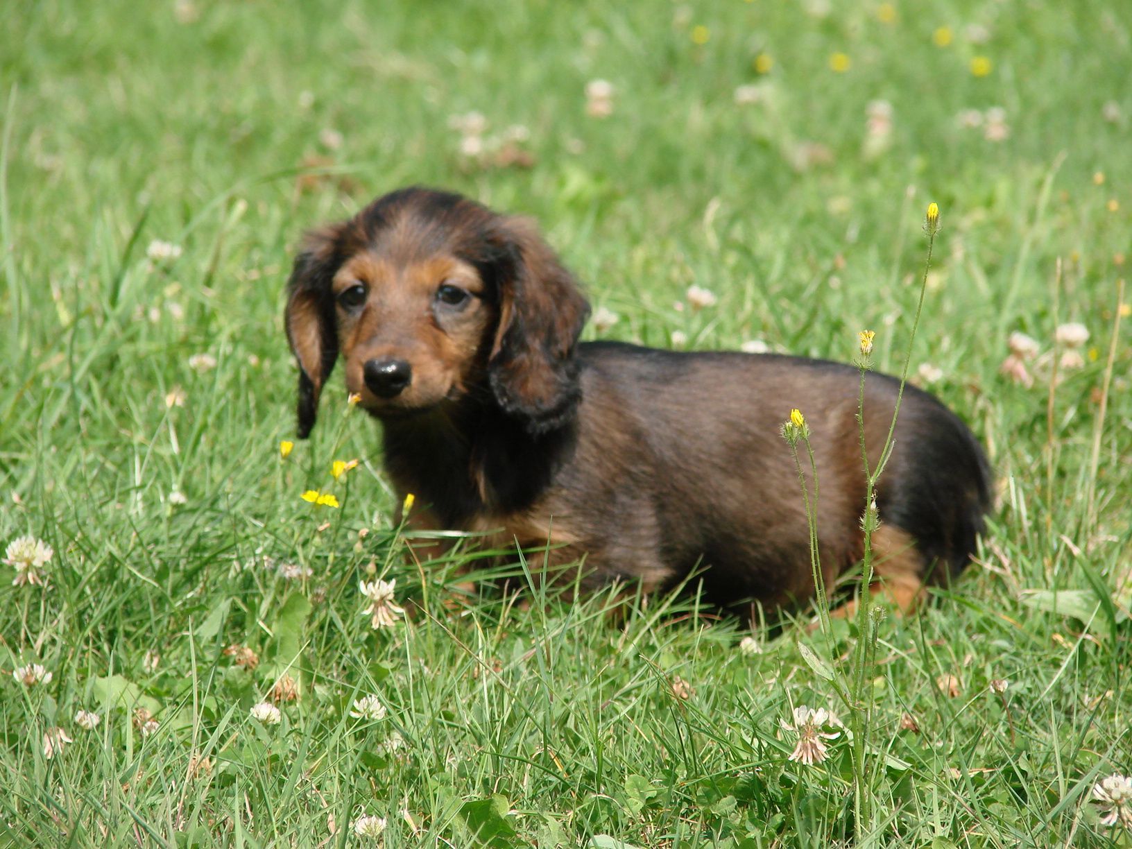Teckel chiot debout dans l'herbe