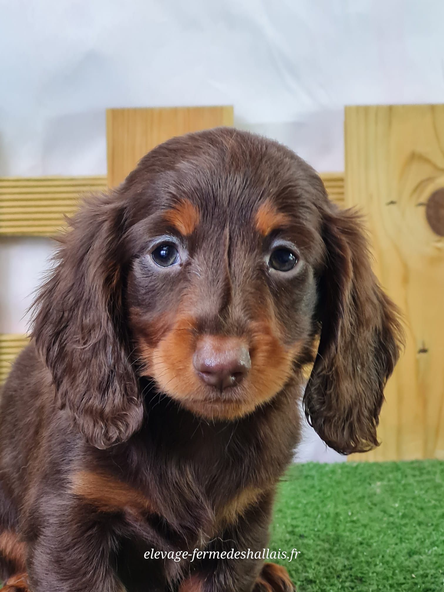 Chiot femelle teckel poil long