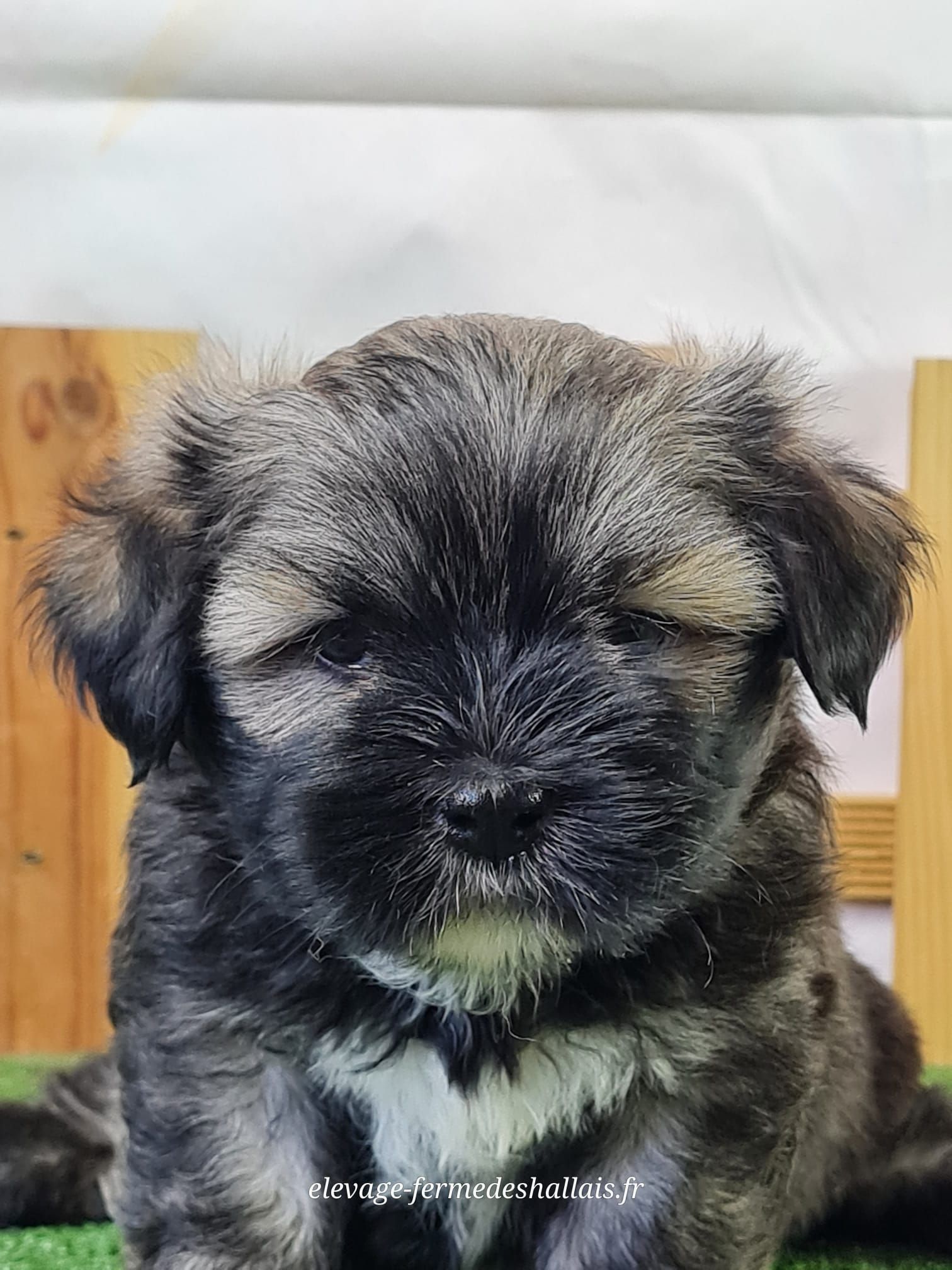 Chiot femelle lhassa apso