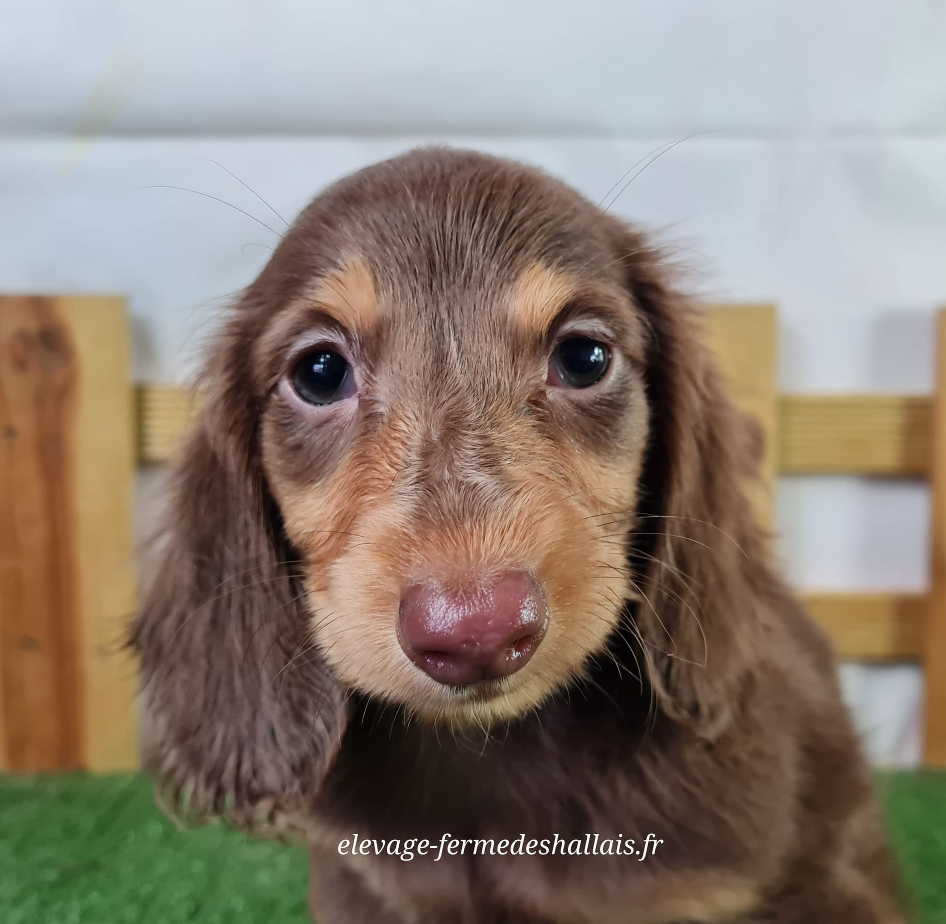 Chiot femelle teckel poil long