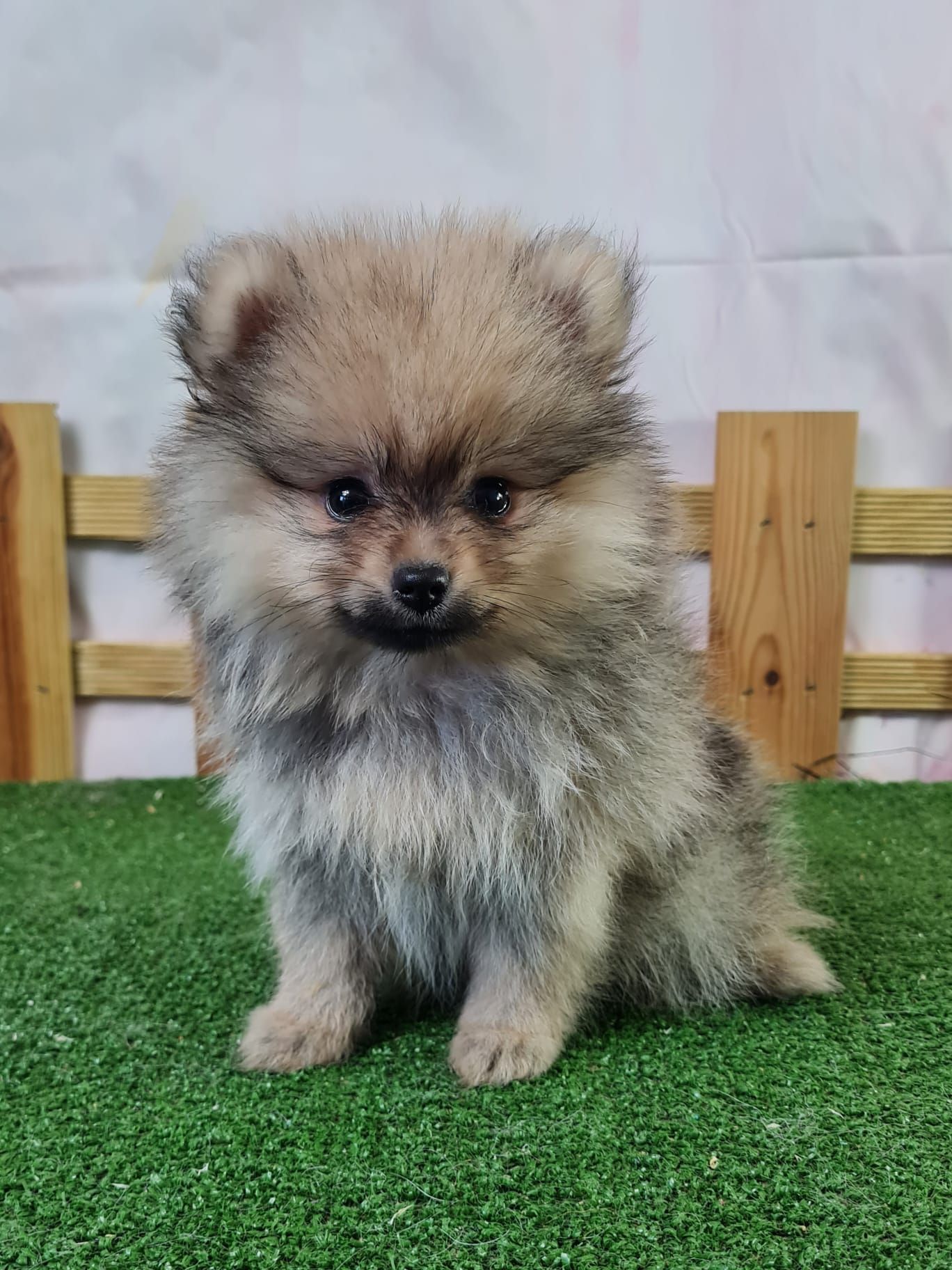 Chiot spitz nain orange charbonné femelle