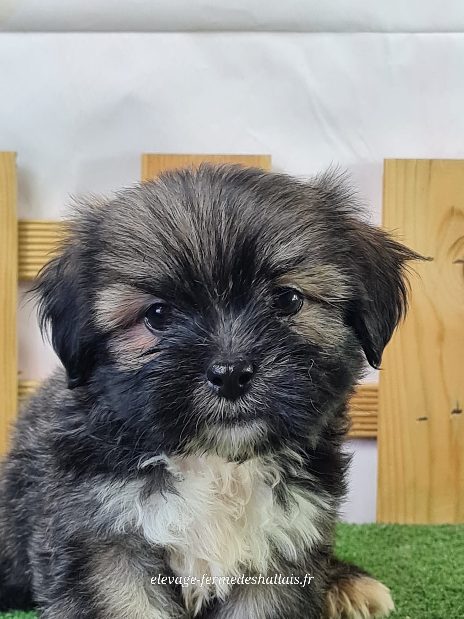 Chiot femelle lhassa apso