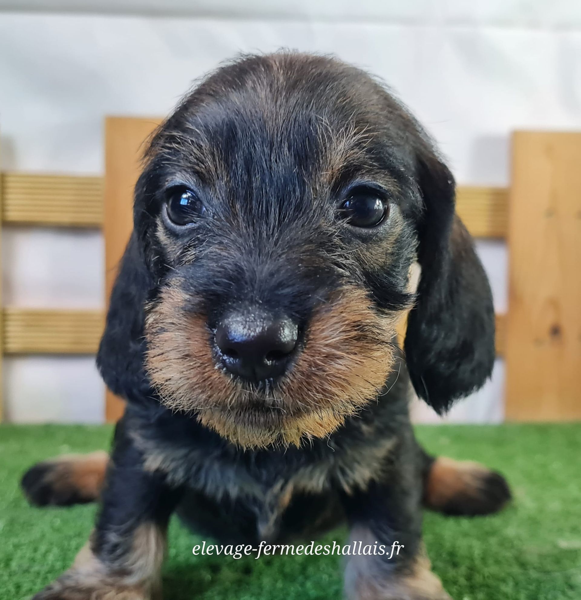 Chiot femelle teckel poil dur