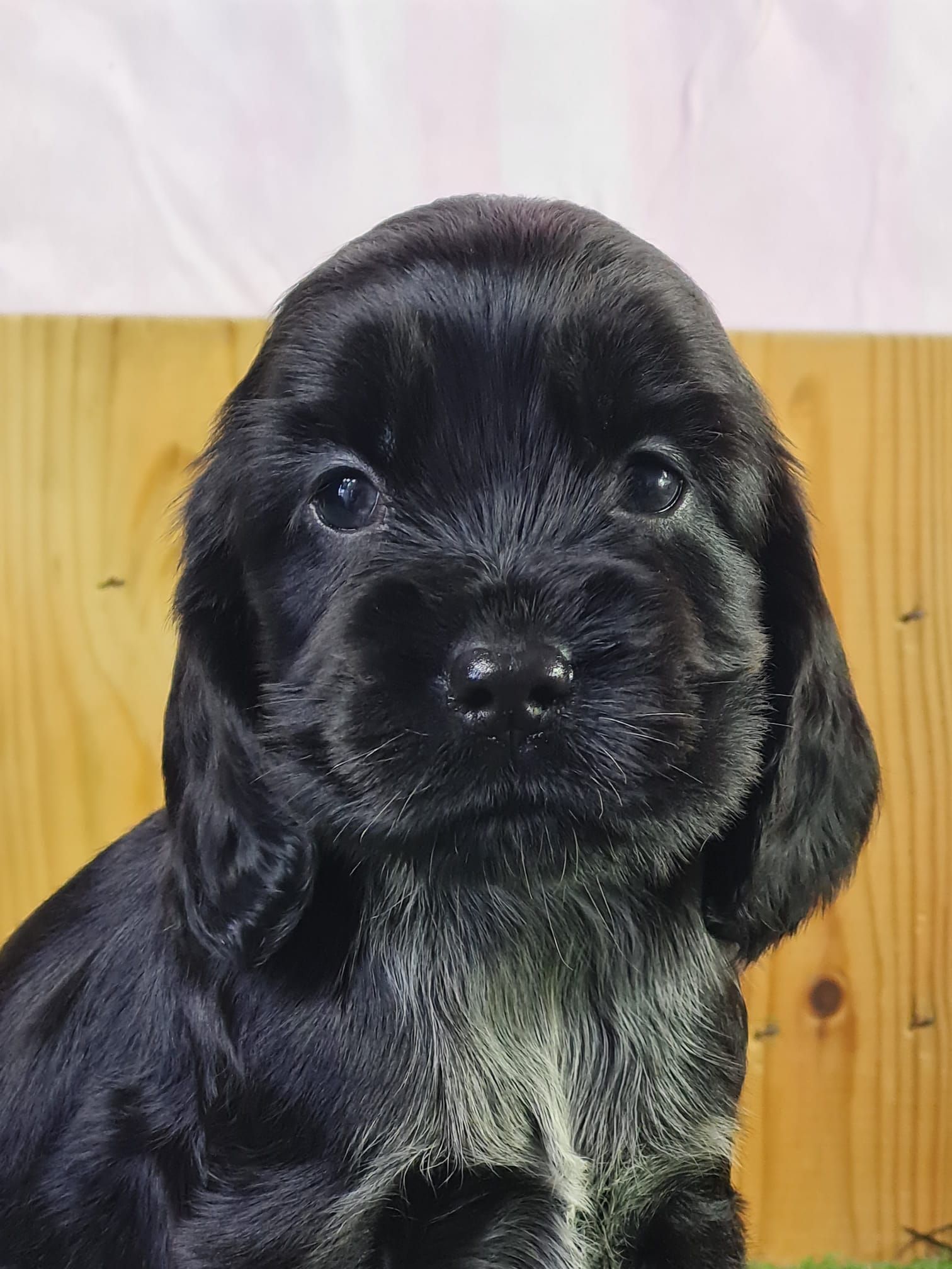 Chiot cocker anglais femelle noir