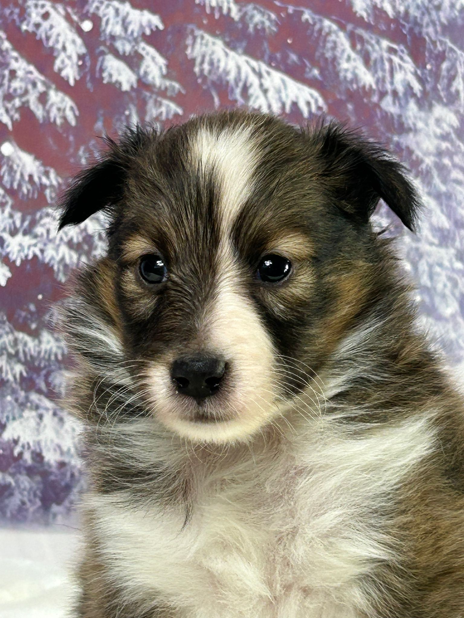 Chiot berger des shetland femelle zibeline