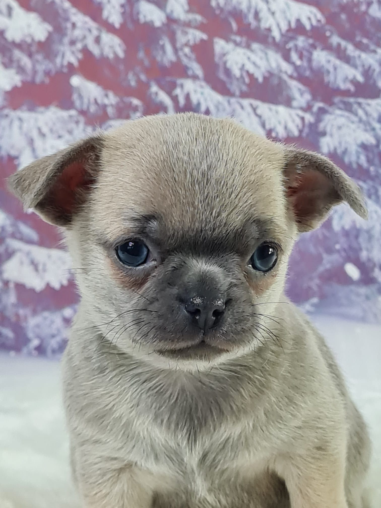 Chiot chihuahua poil court femelle