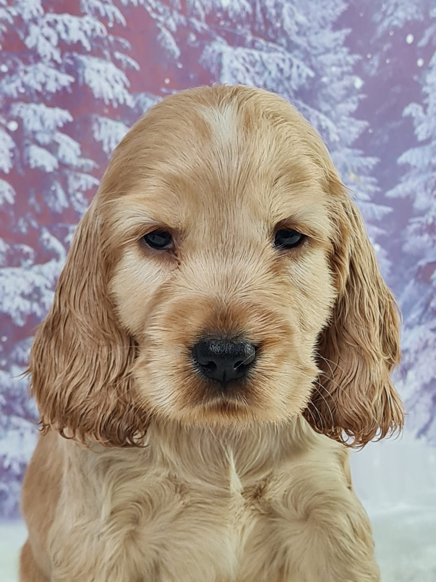 Chiot cocker anglais femelle golden