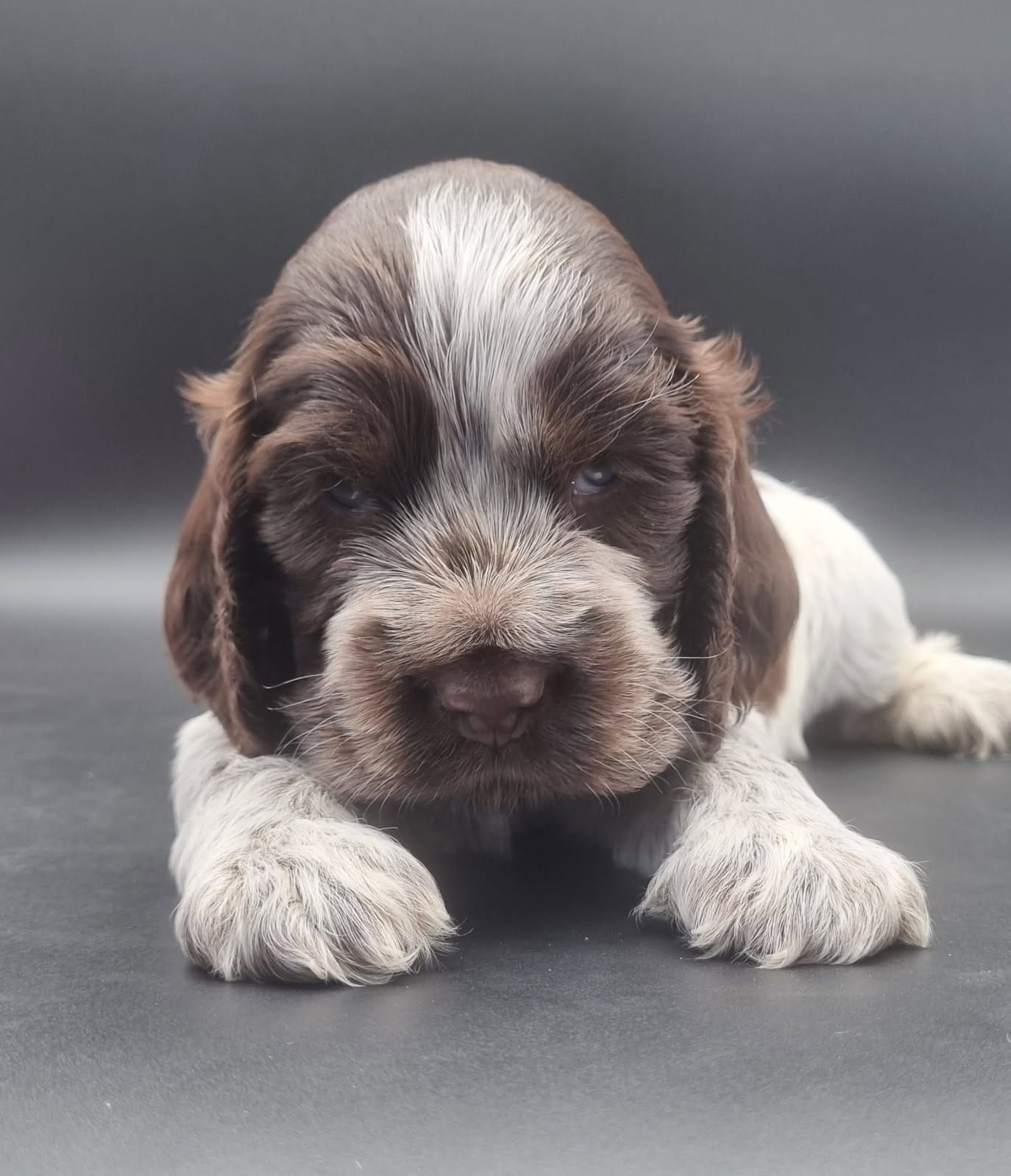Chiot cocker anglais femelle