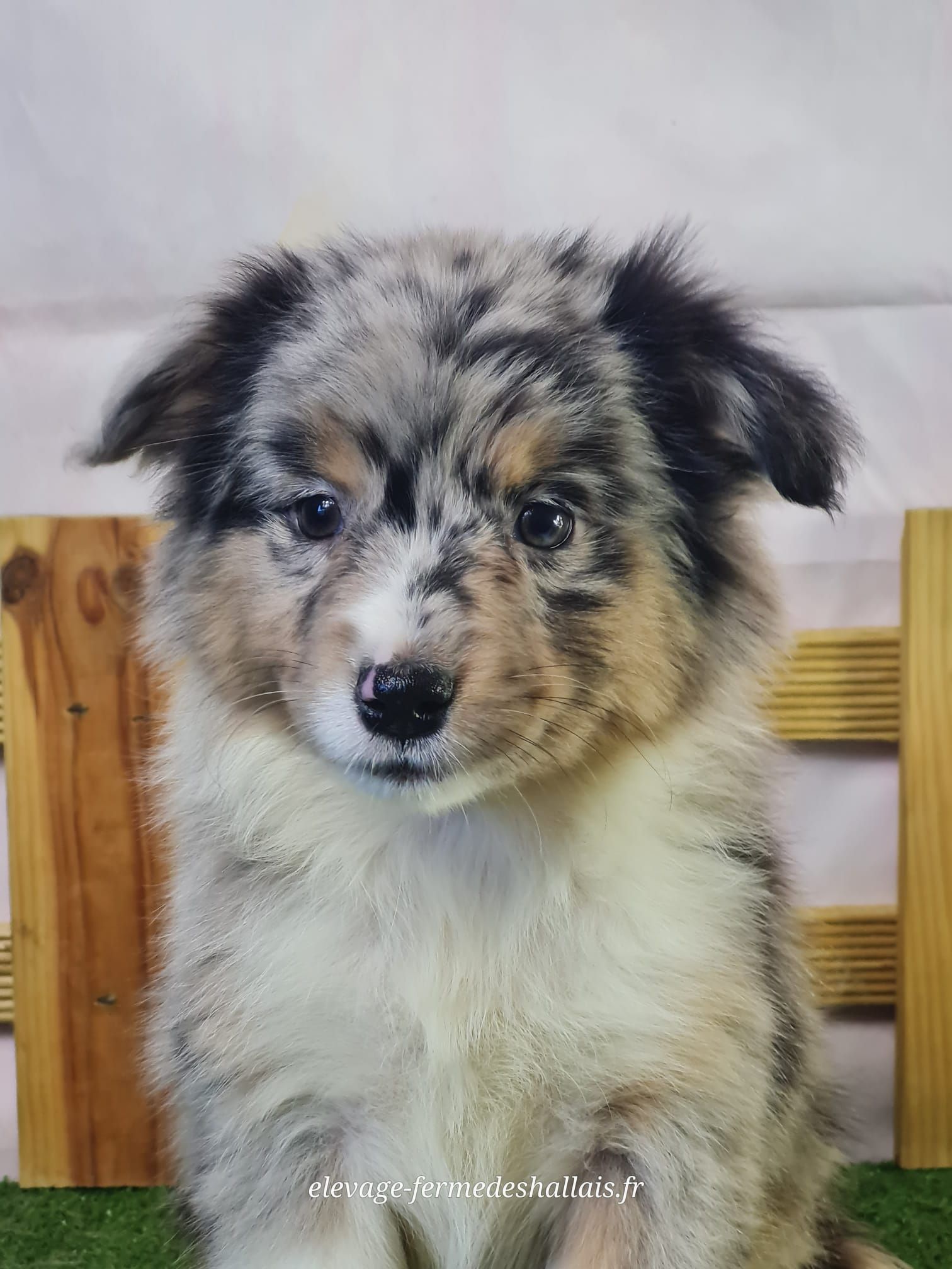 Chiot berger américain bleu merle femelle