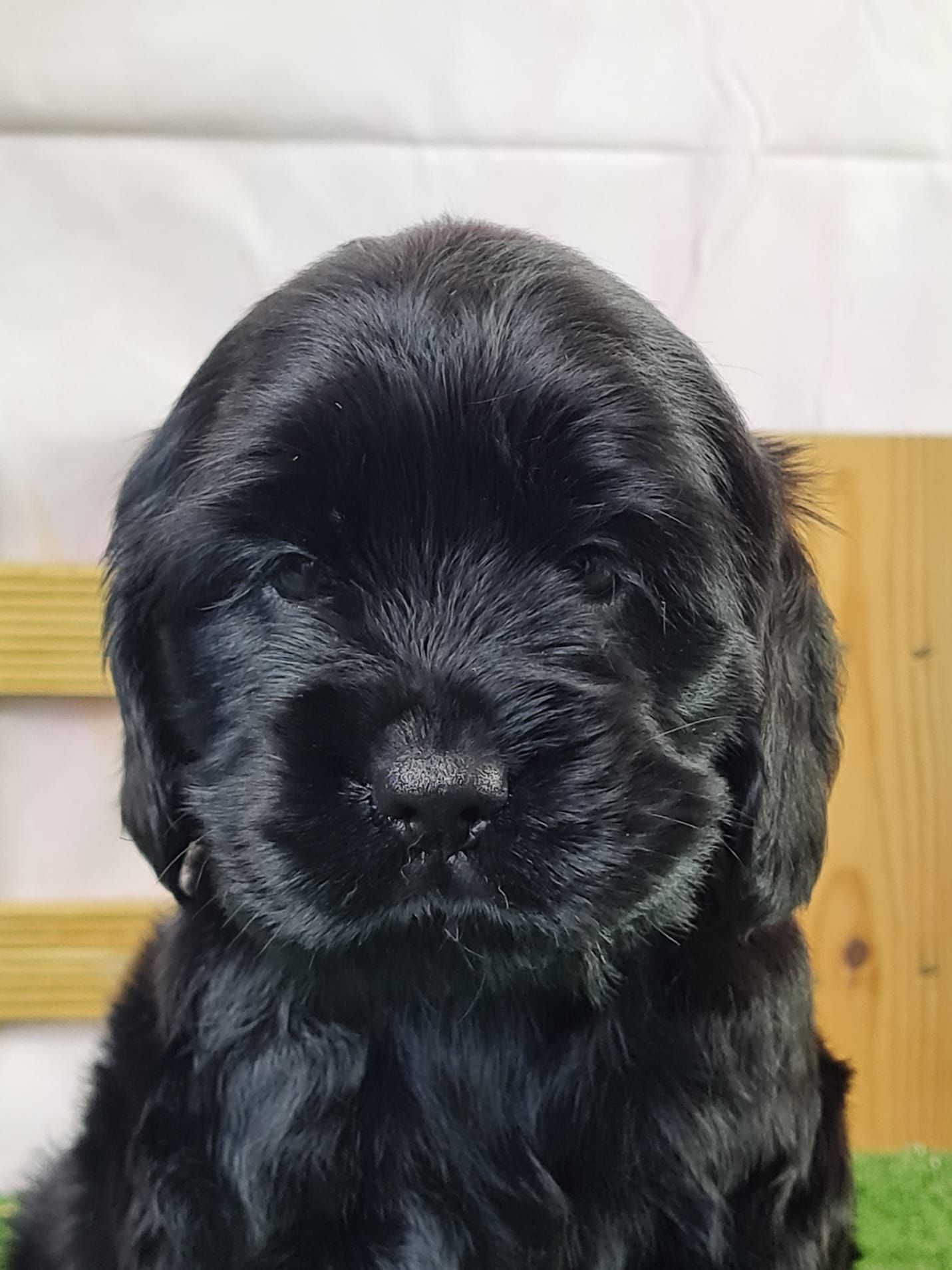 Chiot cocker anglais femelle noir