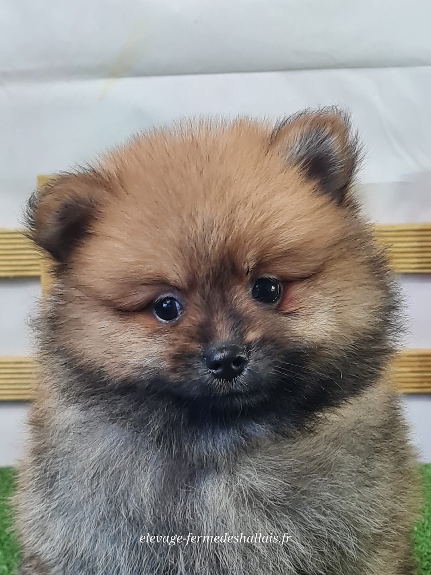 Chiot femelle spitz nain
