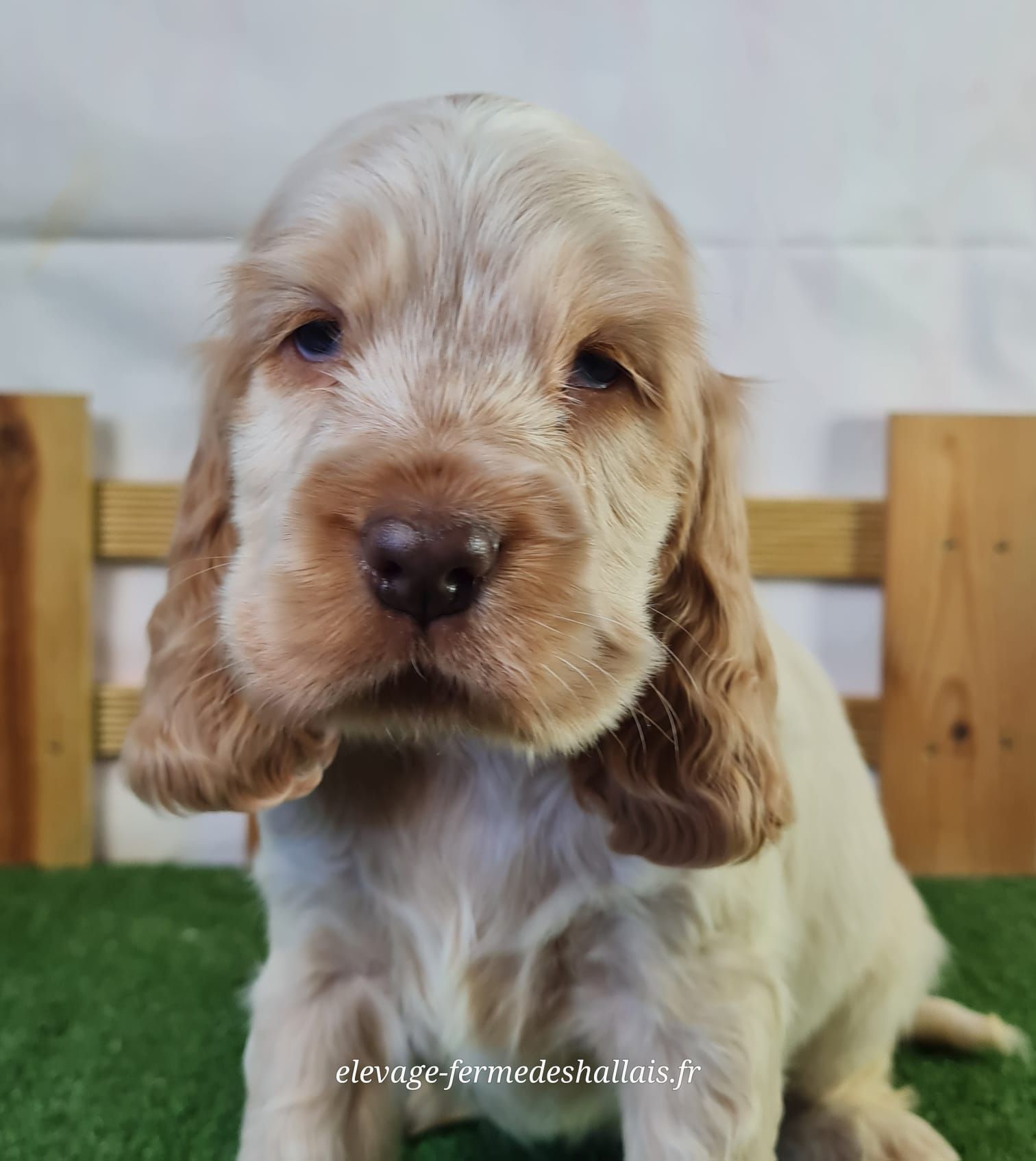 Chiot femelle cocker spaniel anglais