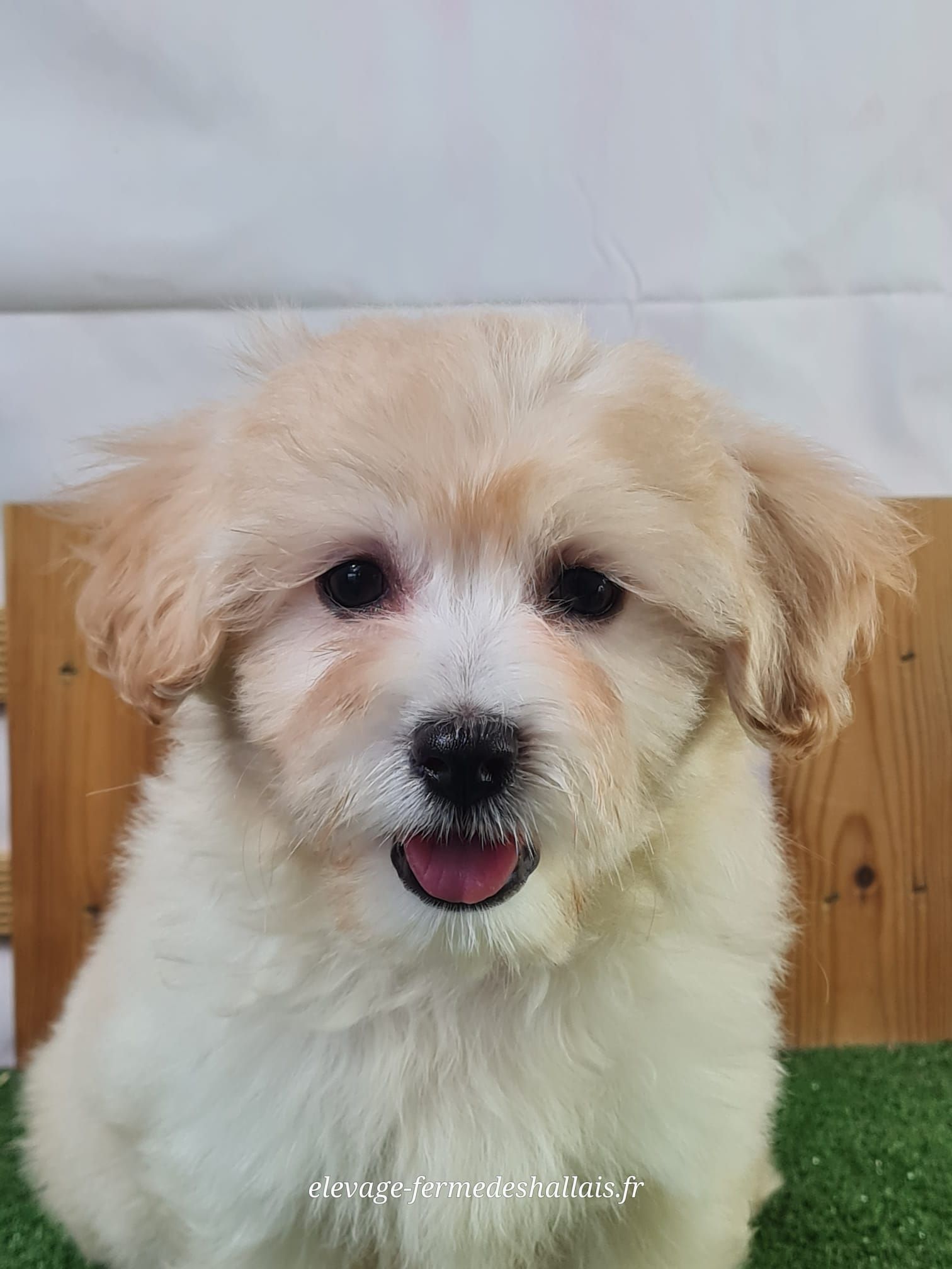 Chiot femelle coton de tuléar