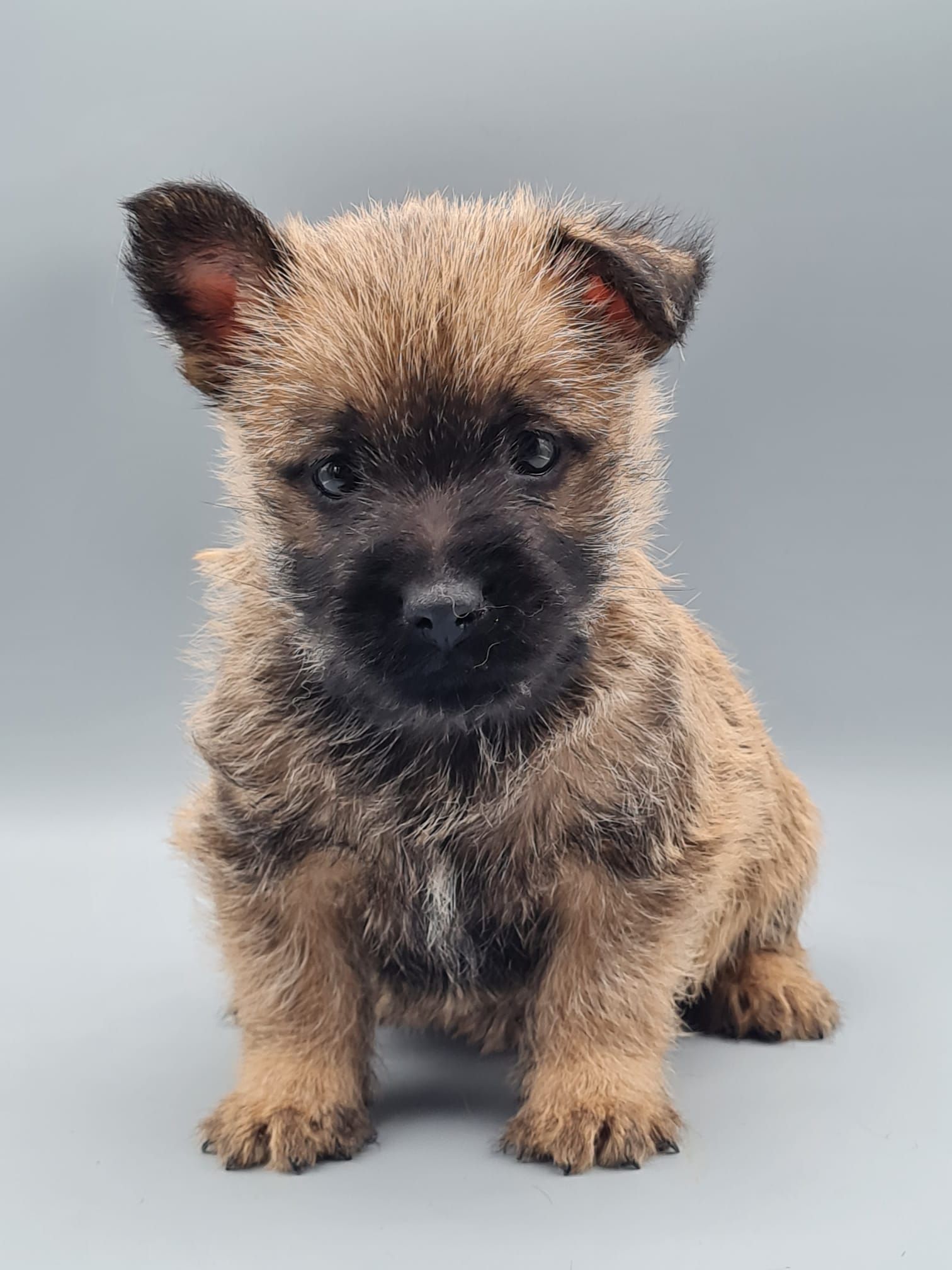 Un chiot beige au museau et aux oreilles foncés est assis sur un fond gris.