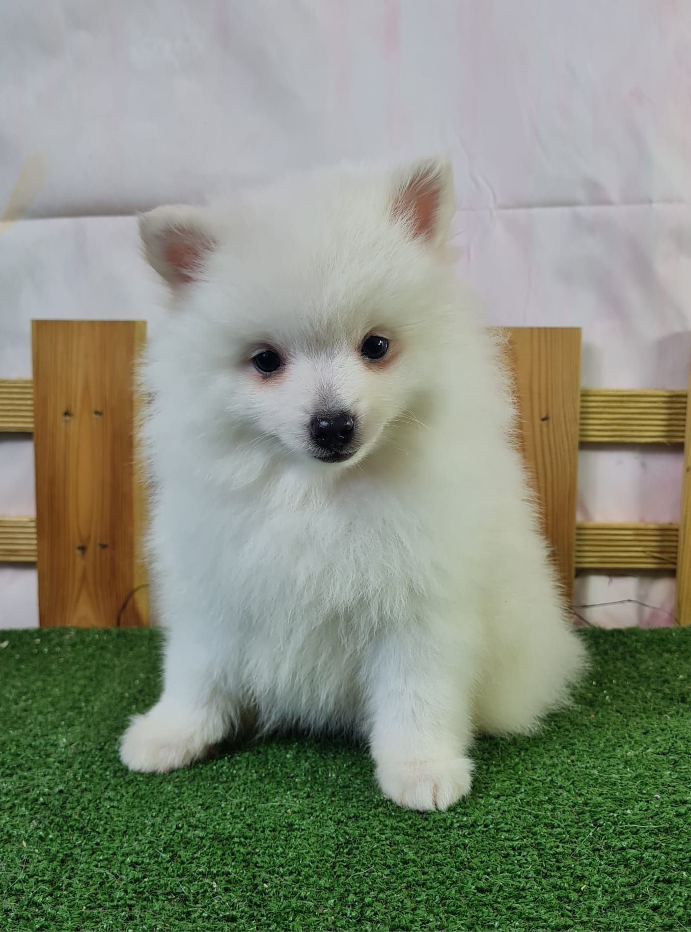 Chiot volpino femelle