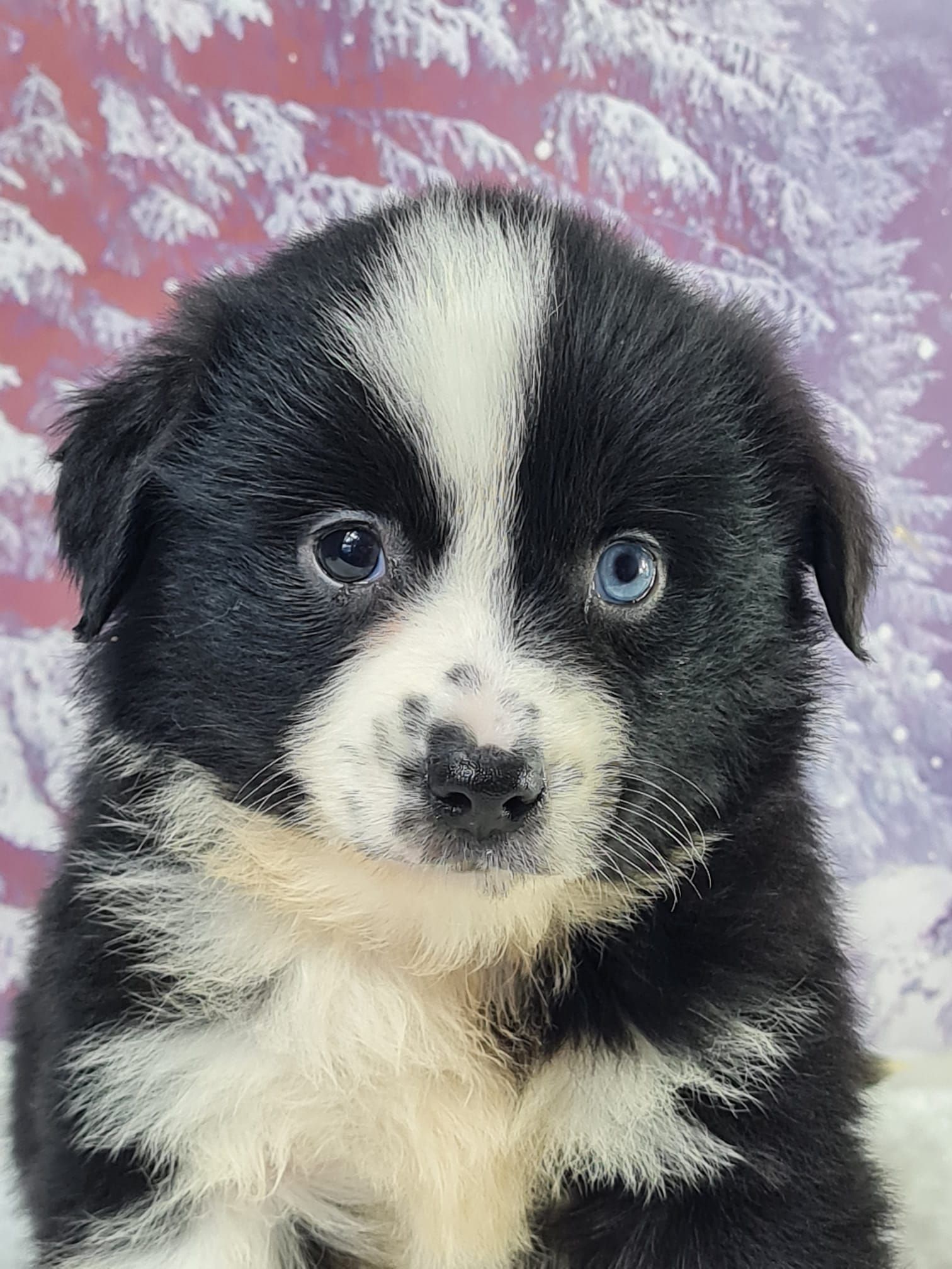 Chiot berger américain miniature noir tricolore femelle