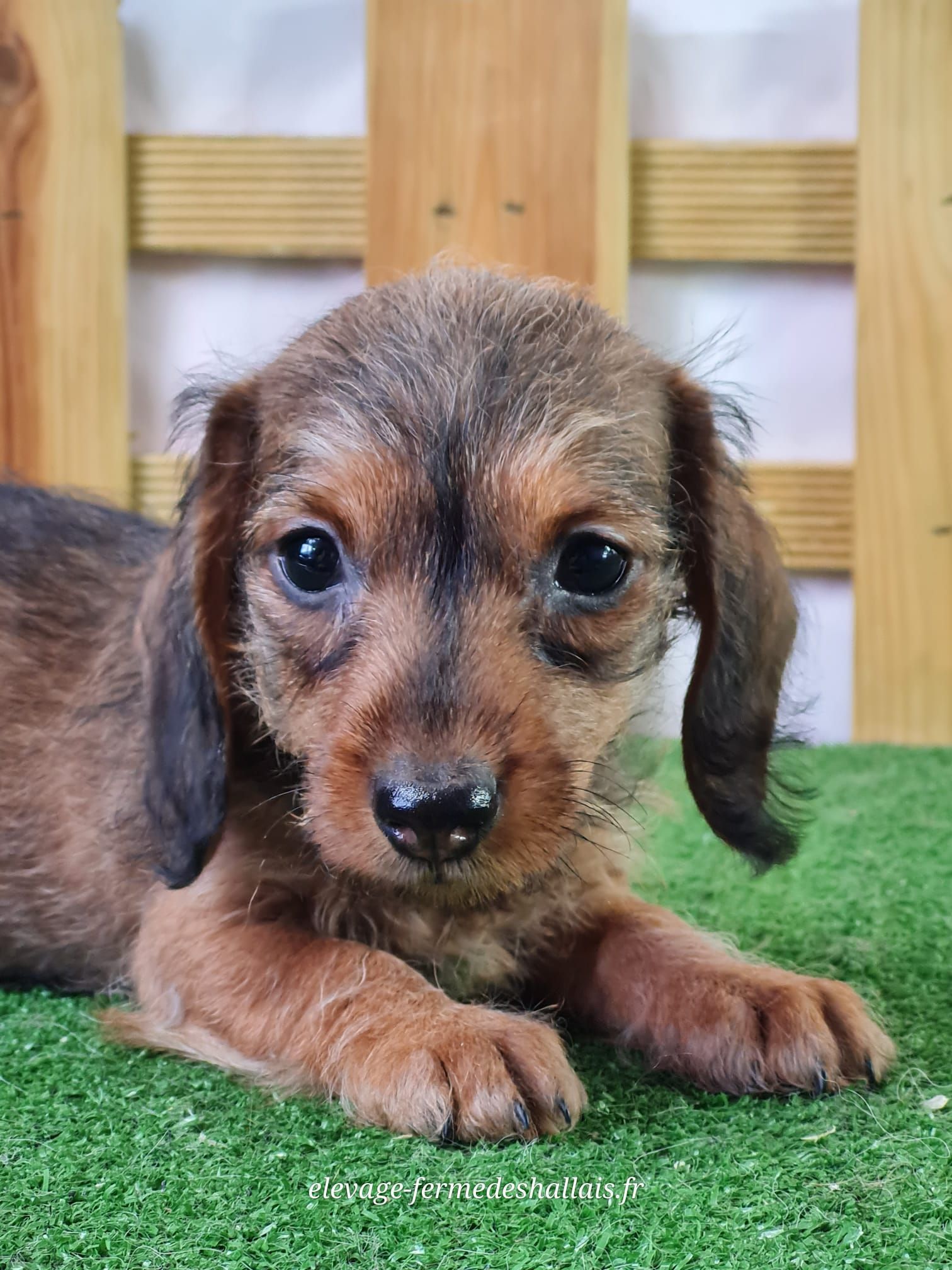 Chiot femelle teckel poil dur nain