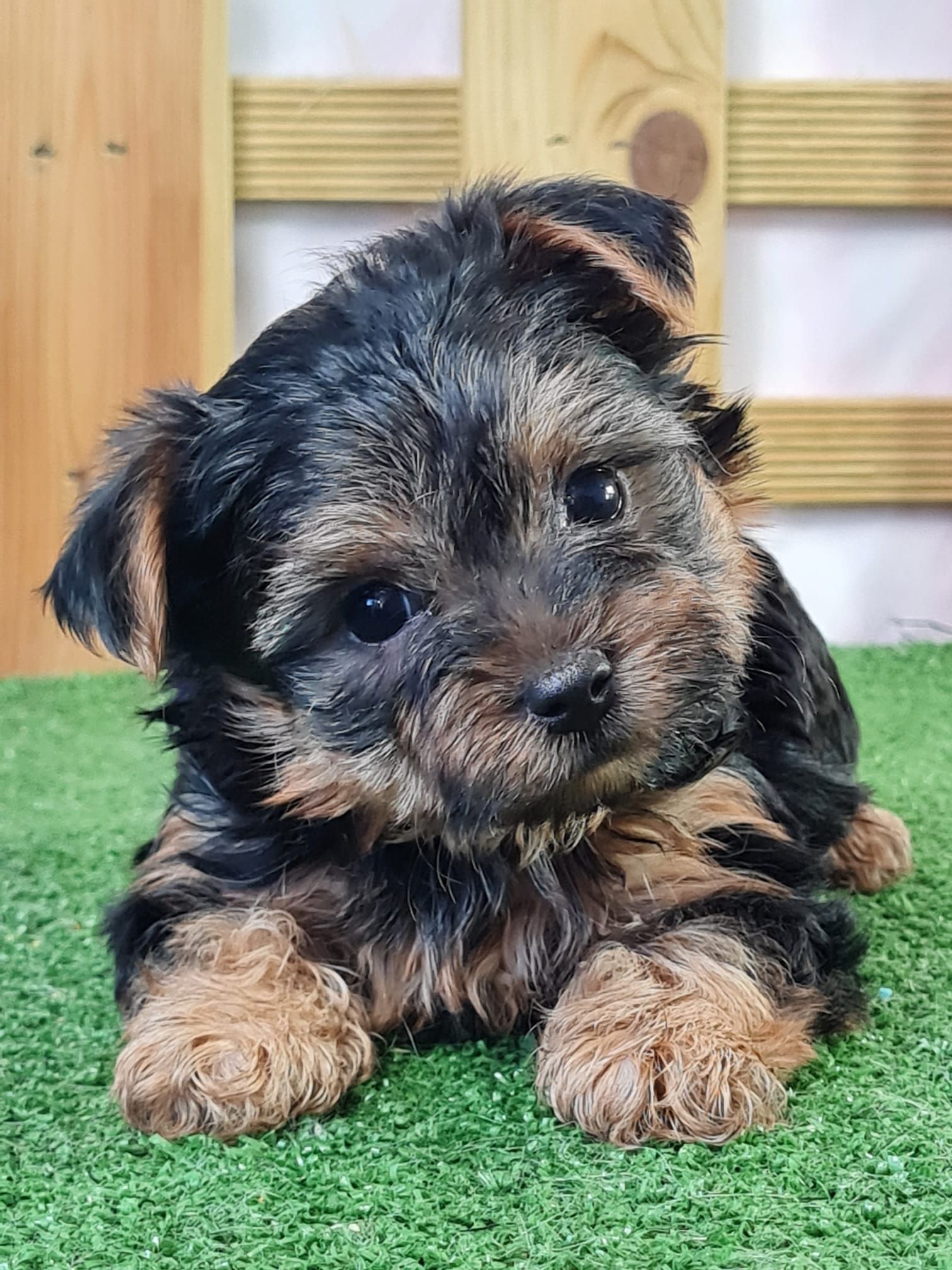 chiot yorkshire couché sur tapis vert