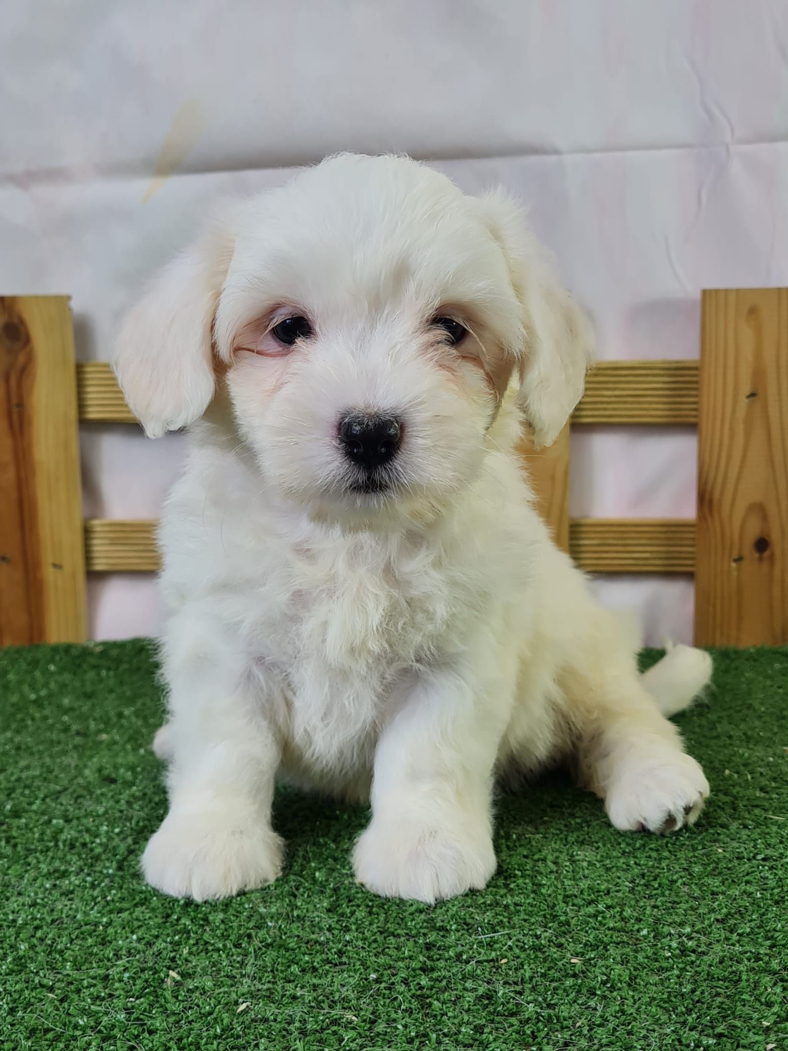 Chiot coton de tuléar femelle blanc