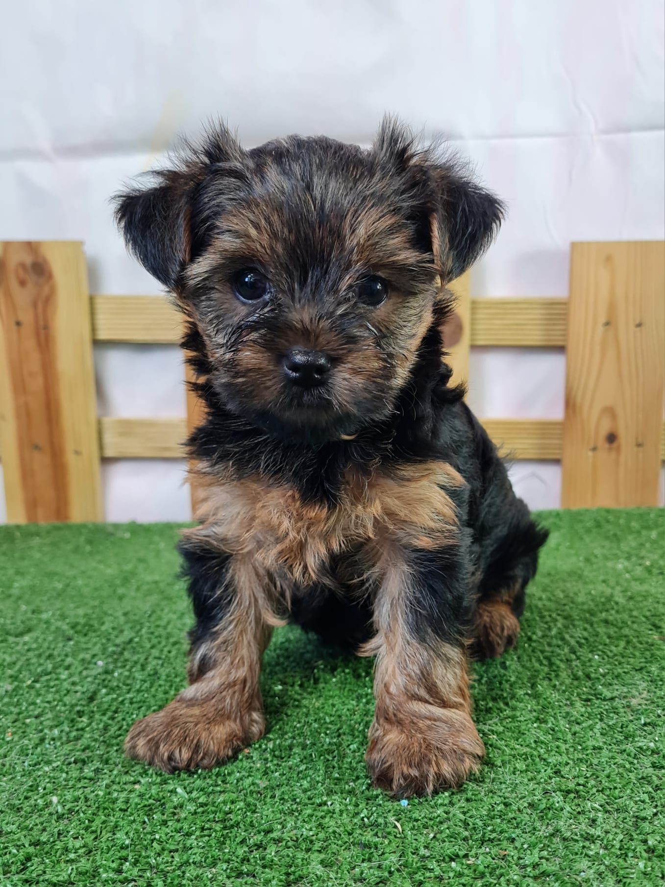 Portrait chiot york