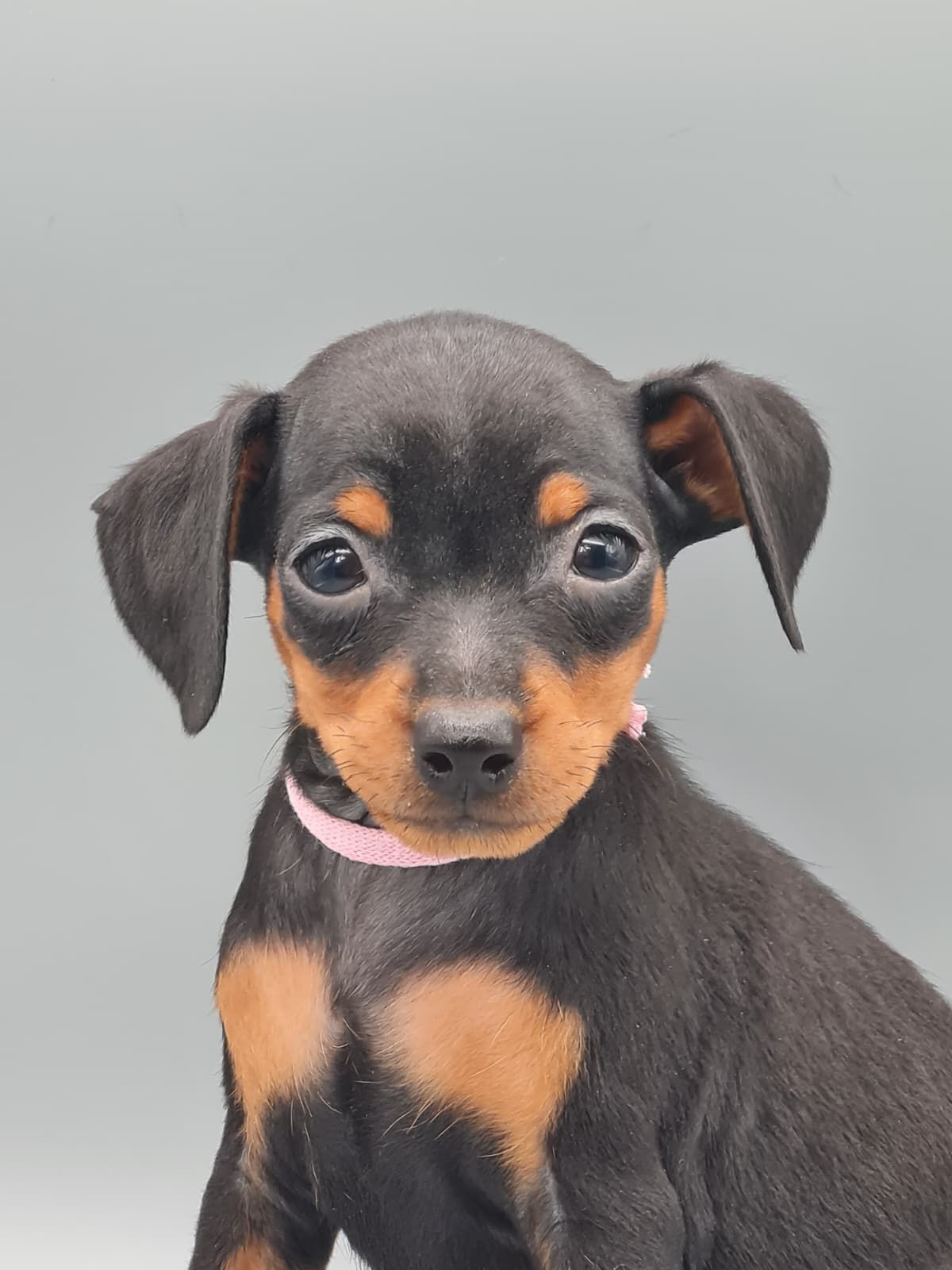 Chiot pinscher nain femelle noir et feu