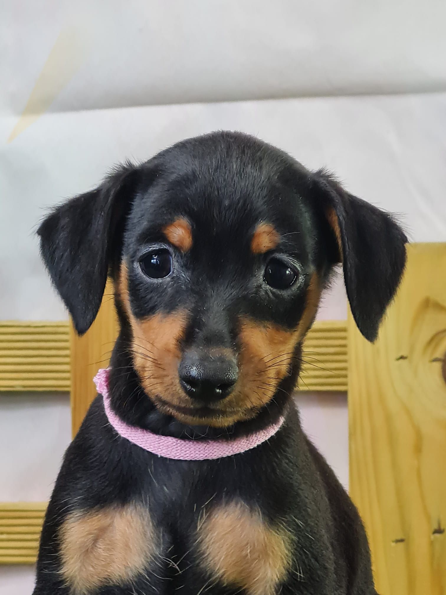 Chiot femelle pinscher nain  de couleur noir et feu
