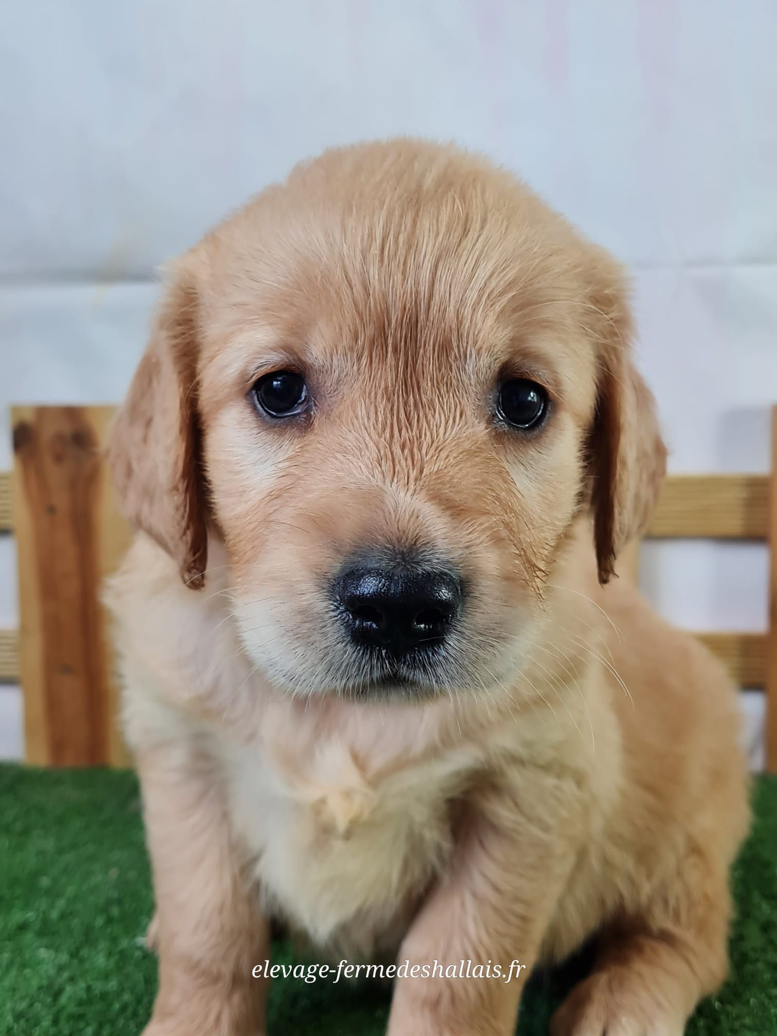 Chiot golden retriever femelle