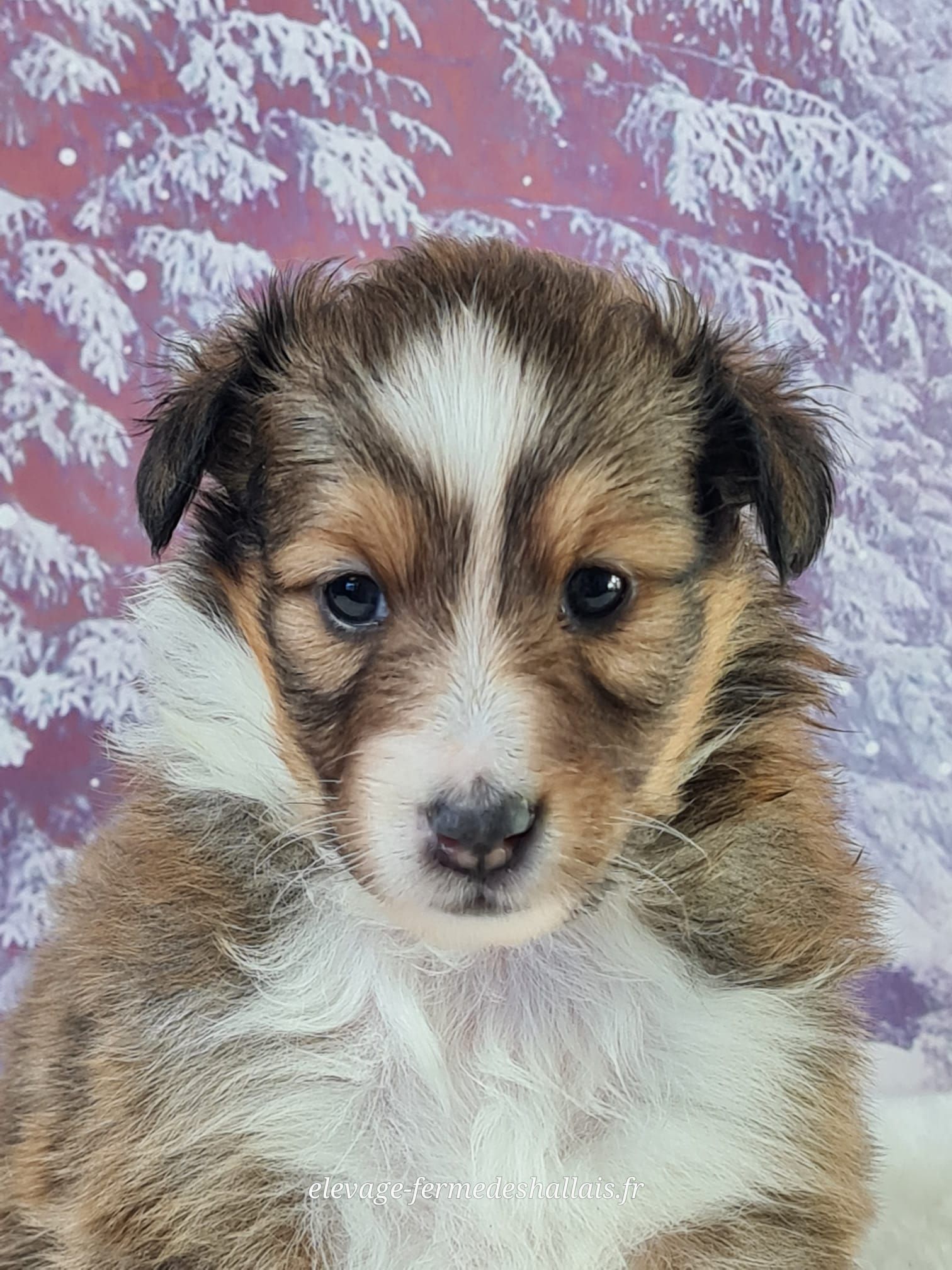 Chiot berger des shetland zibeline femelle