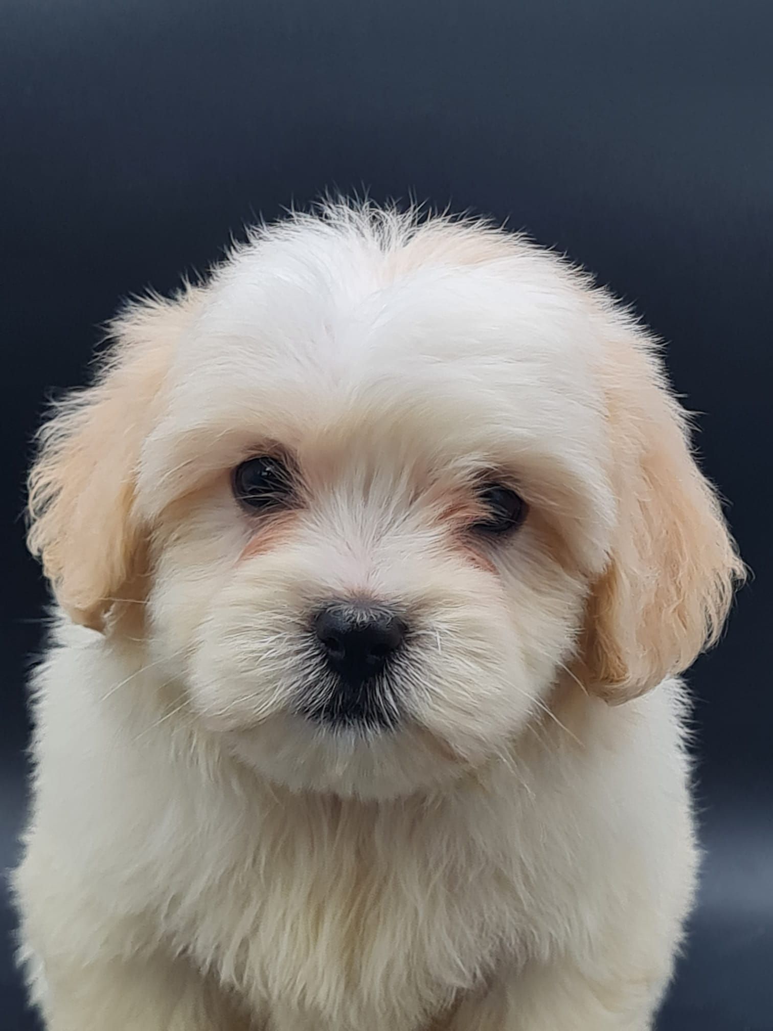 Chiot coton de tuléar femelle