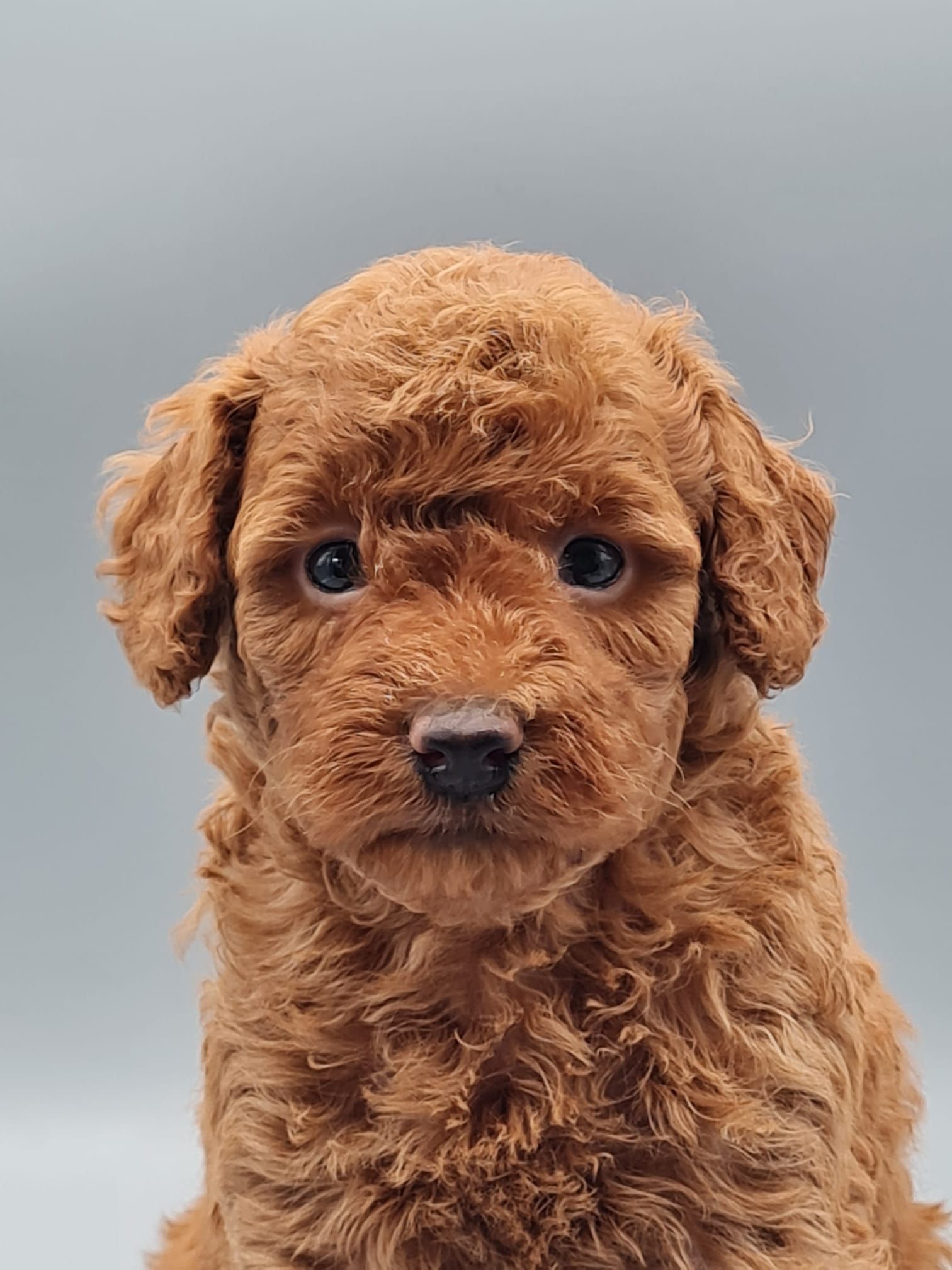 Chiot caniche nain abricot femelle