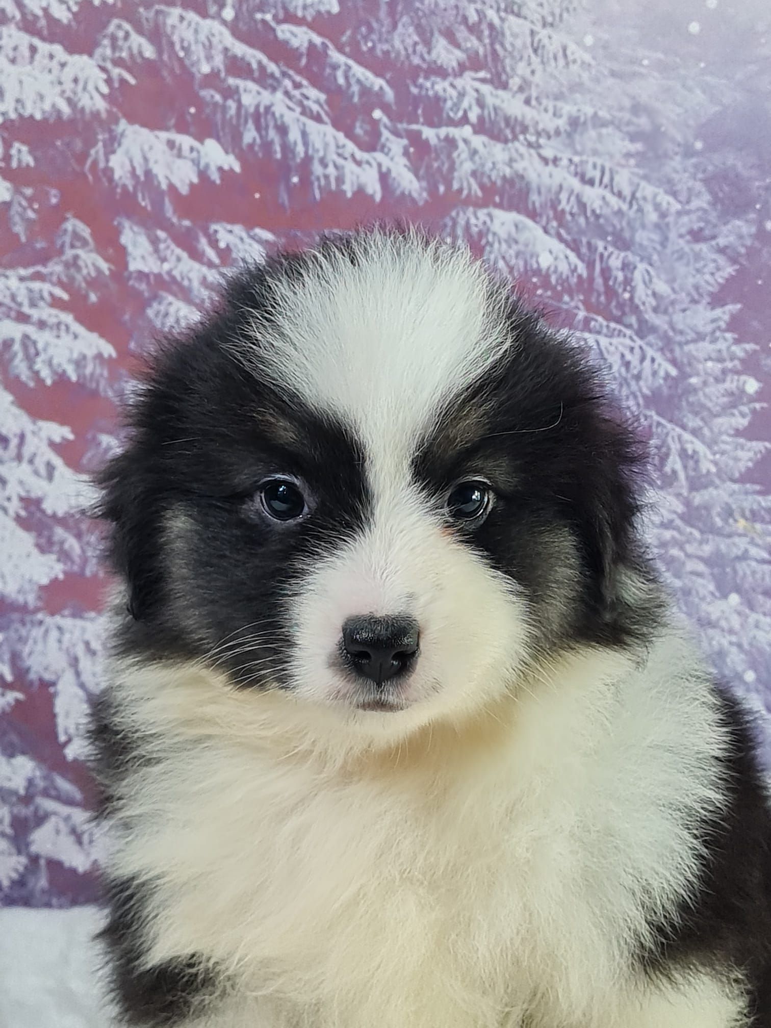 Chiot berger américain miniature noir tricolore femelle