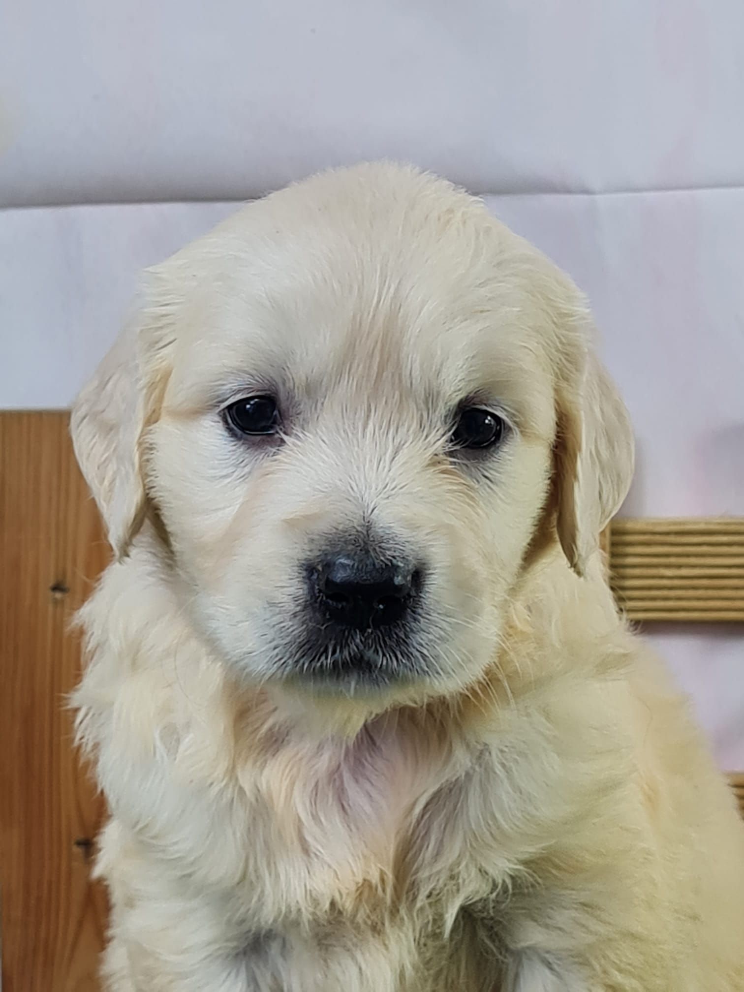 Chiot golden retriever femelle
