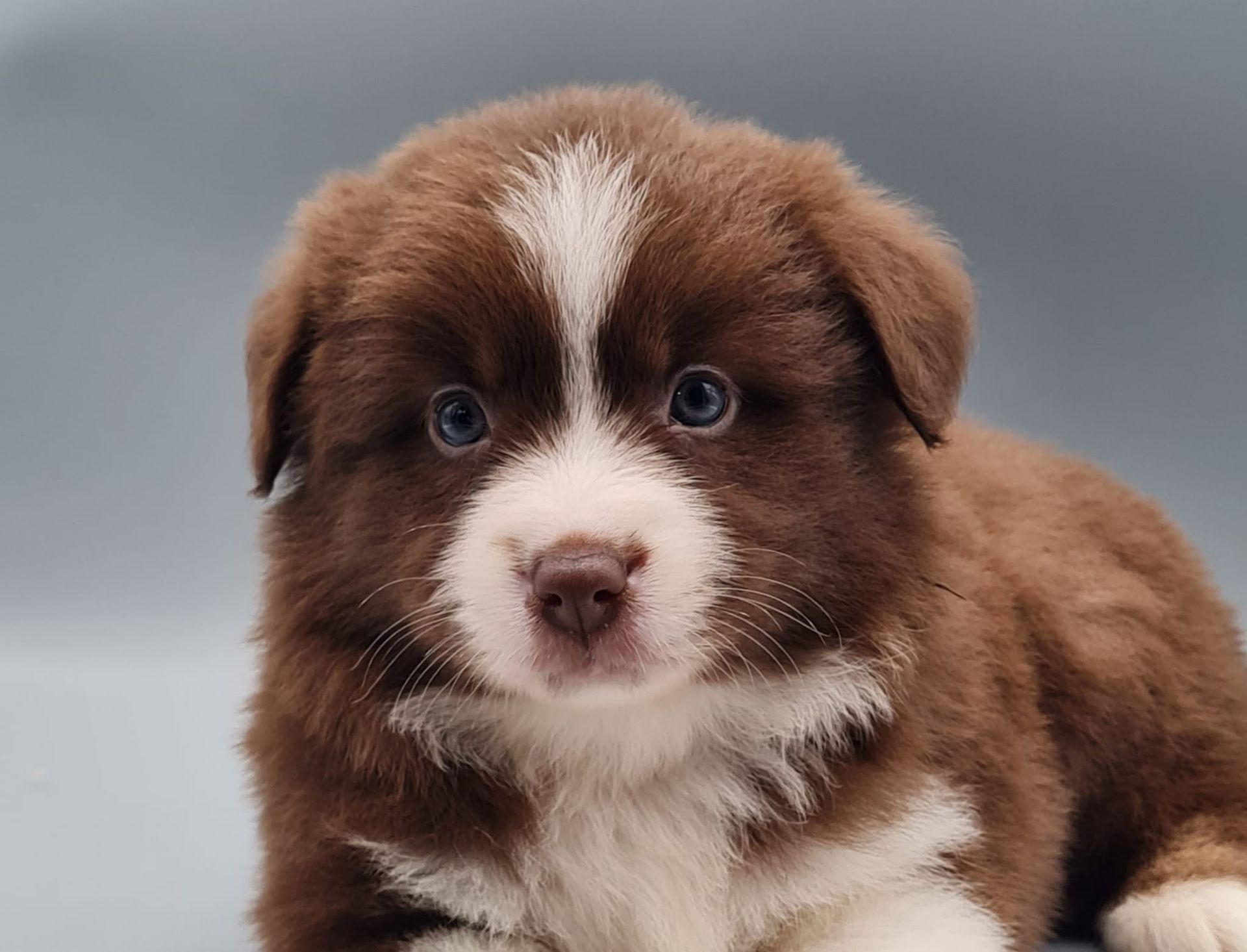 Chiot berger américain miniature femelle